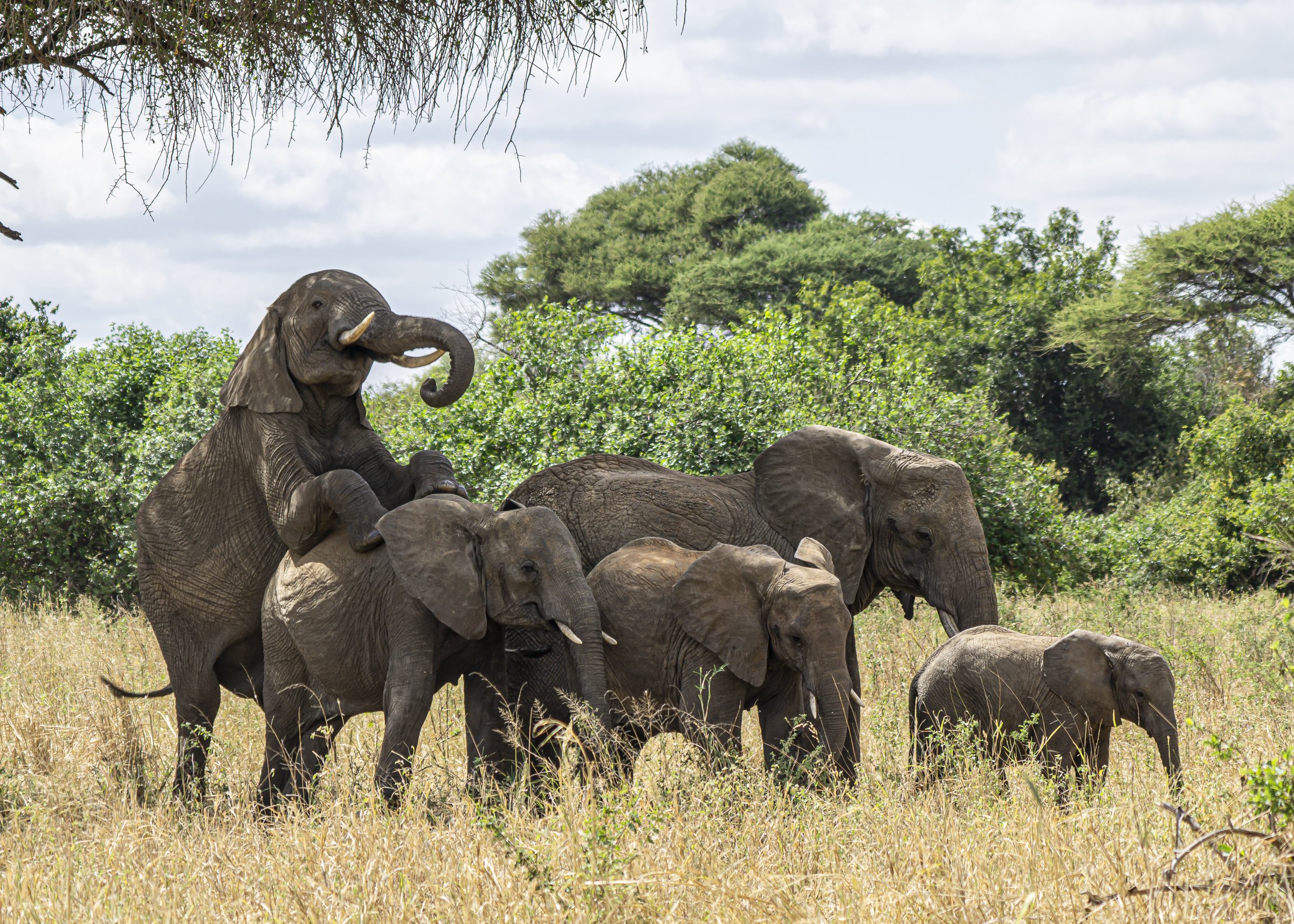 Elephant Group- Mating Season