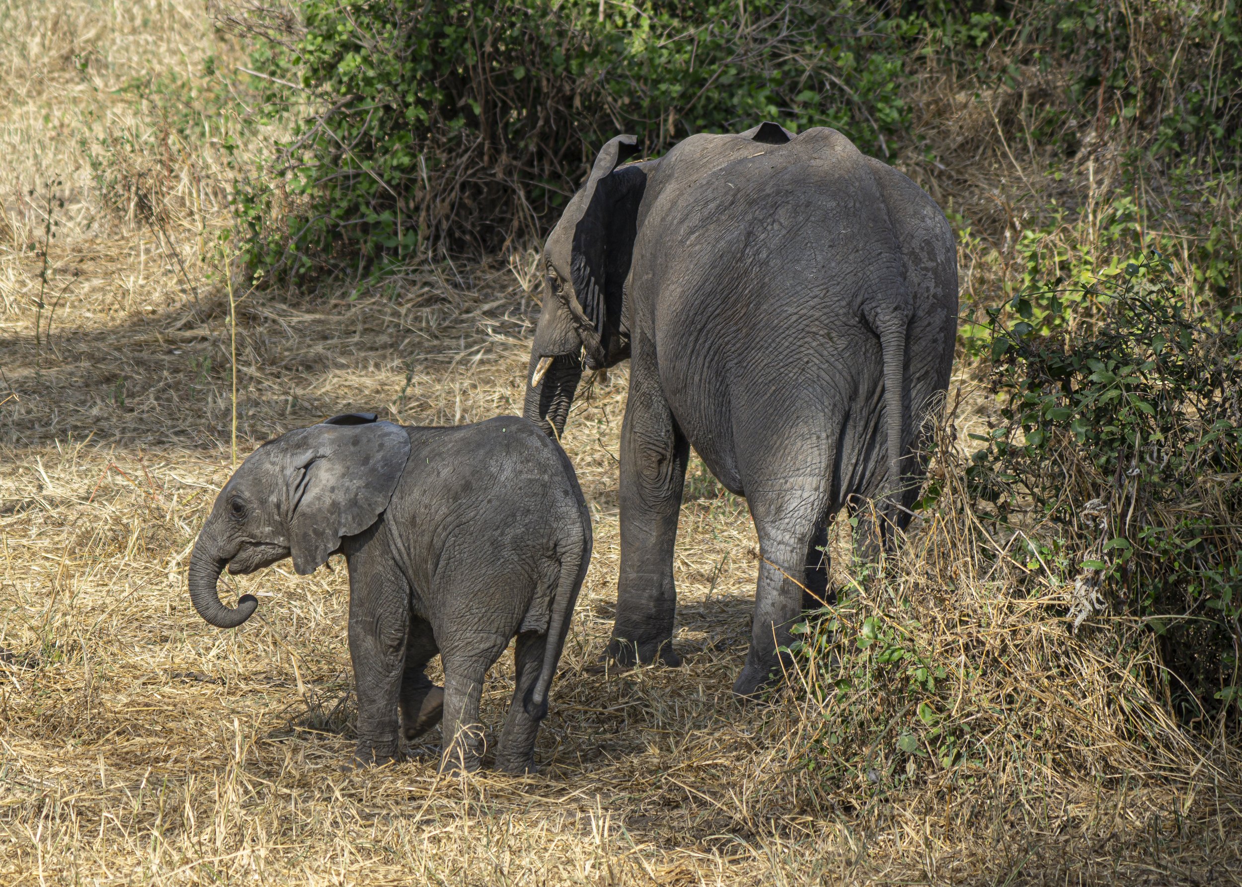 Side by side, Baby and Momma Elephant