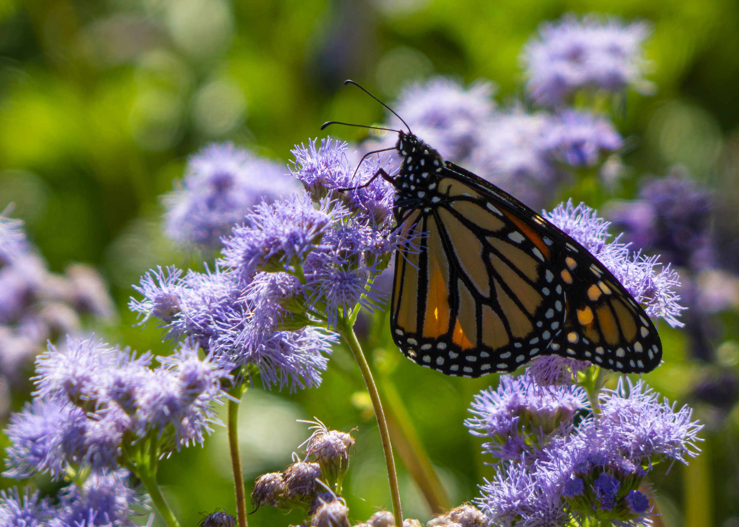 Monarch on Purple Flowers