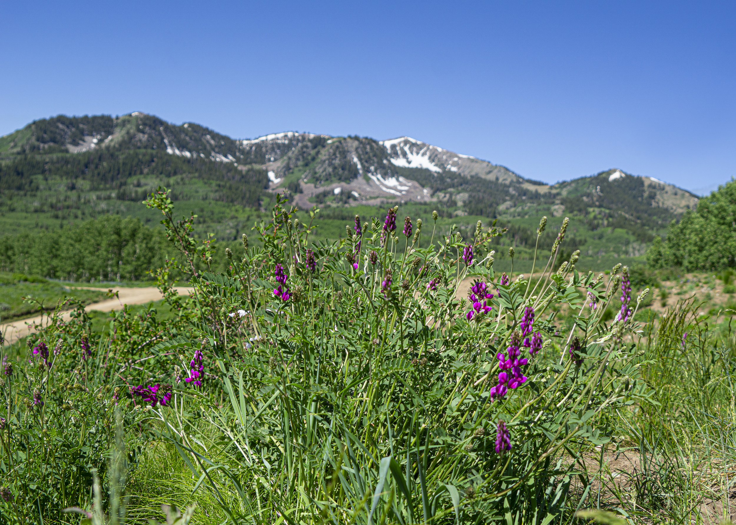 Wildflowers and Snow Capped Mountains, July 2023