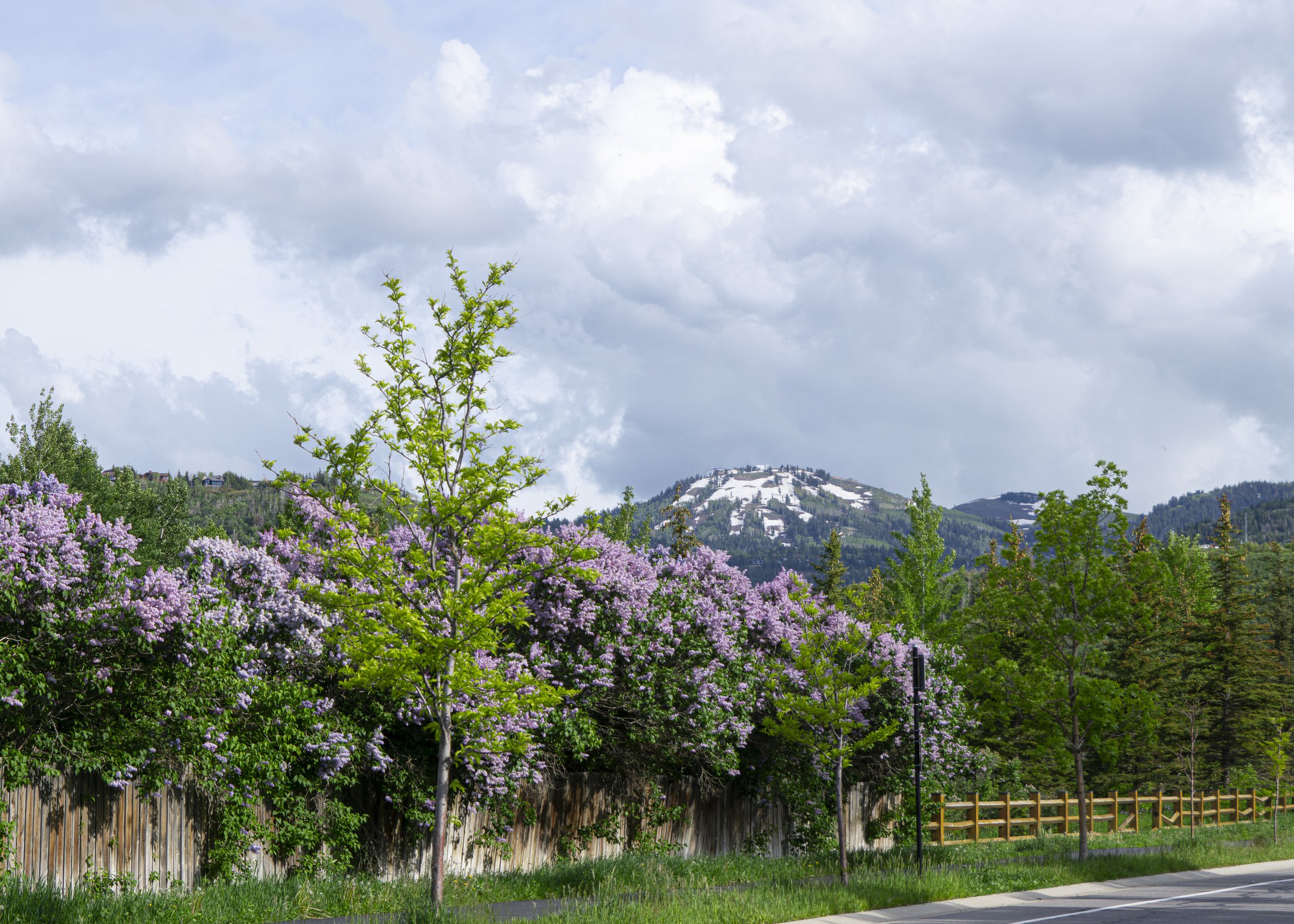 Lilacs and Snow with Fence, June 2023