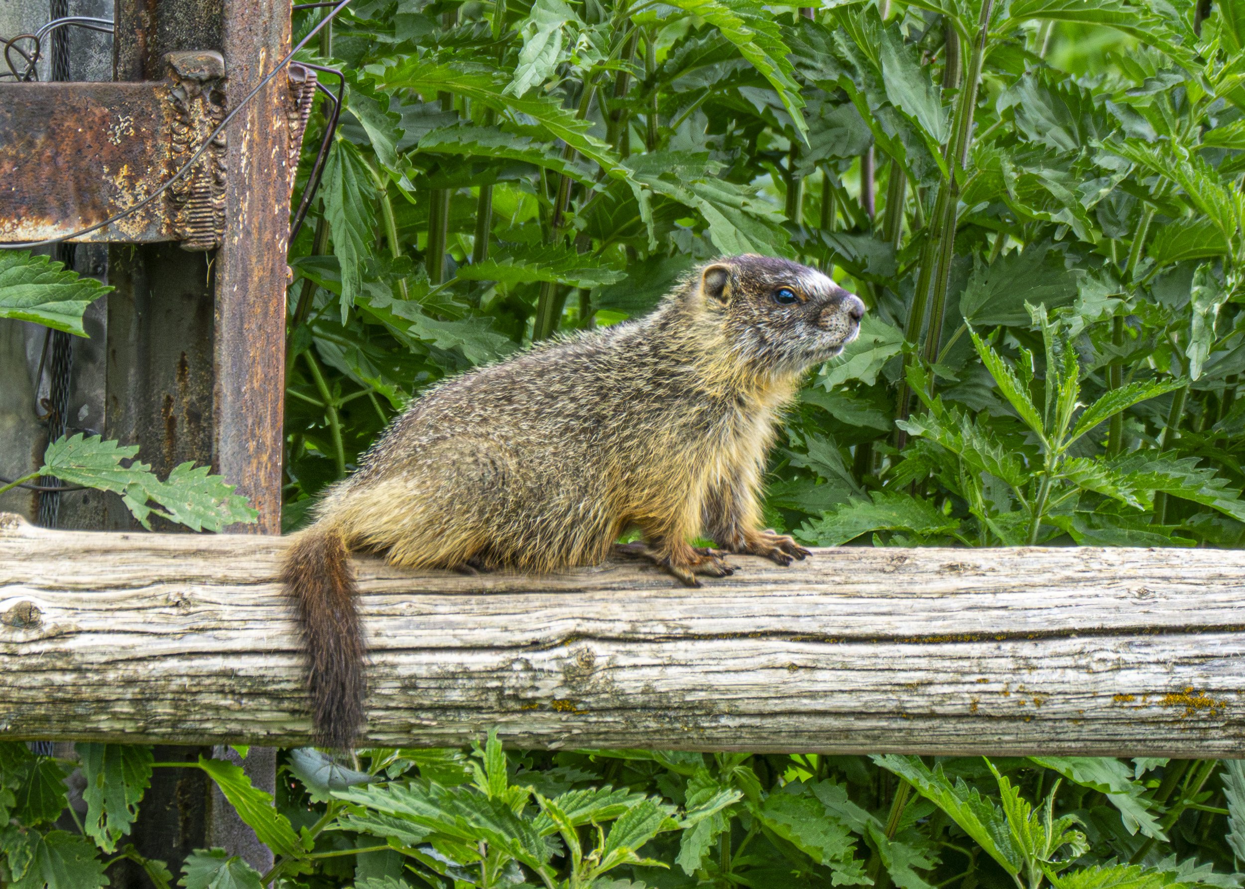 Young Yellow-bellied Marmot on a Fence