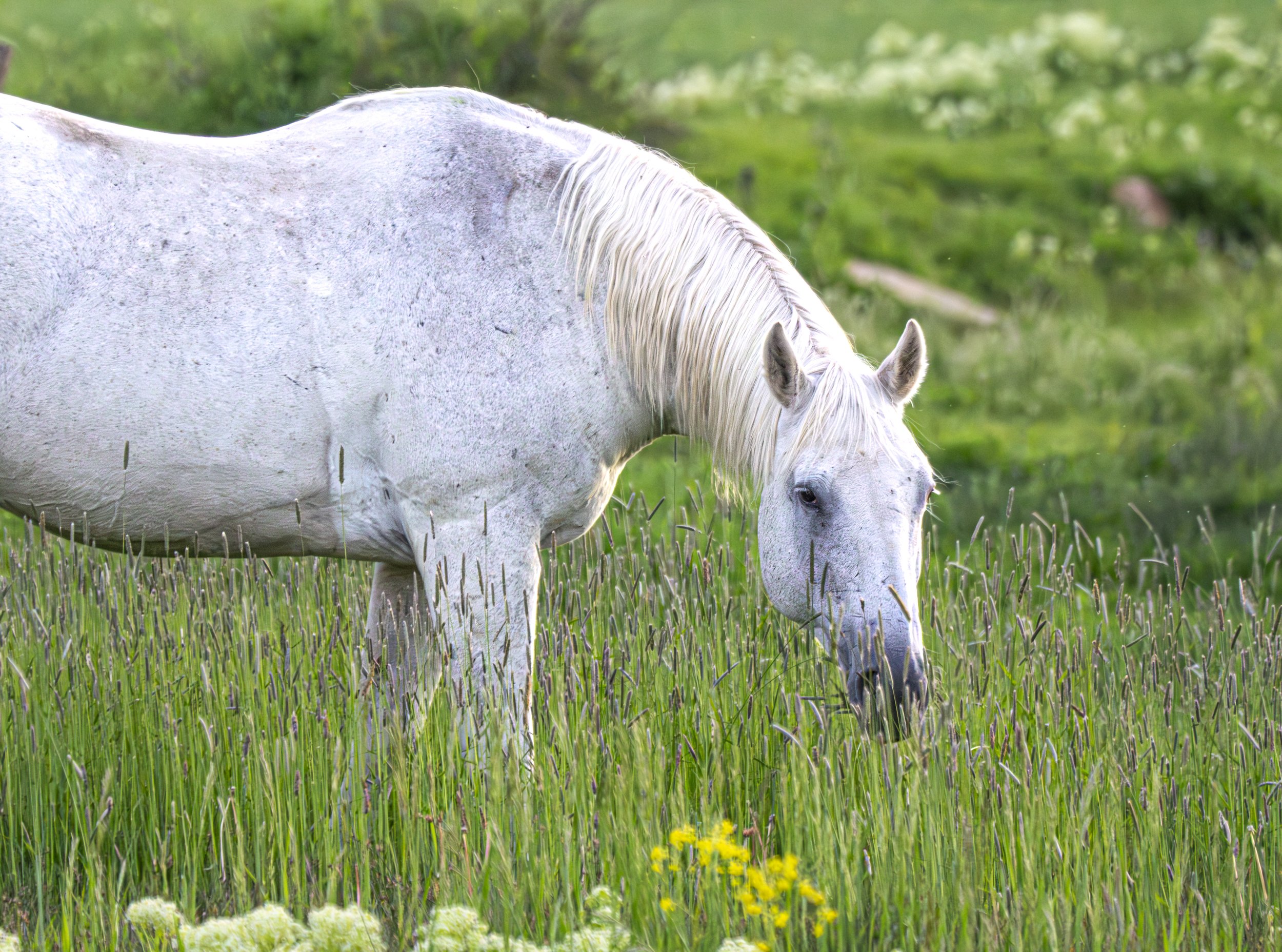 White Horse in the Grass