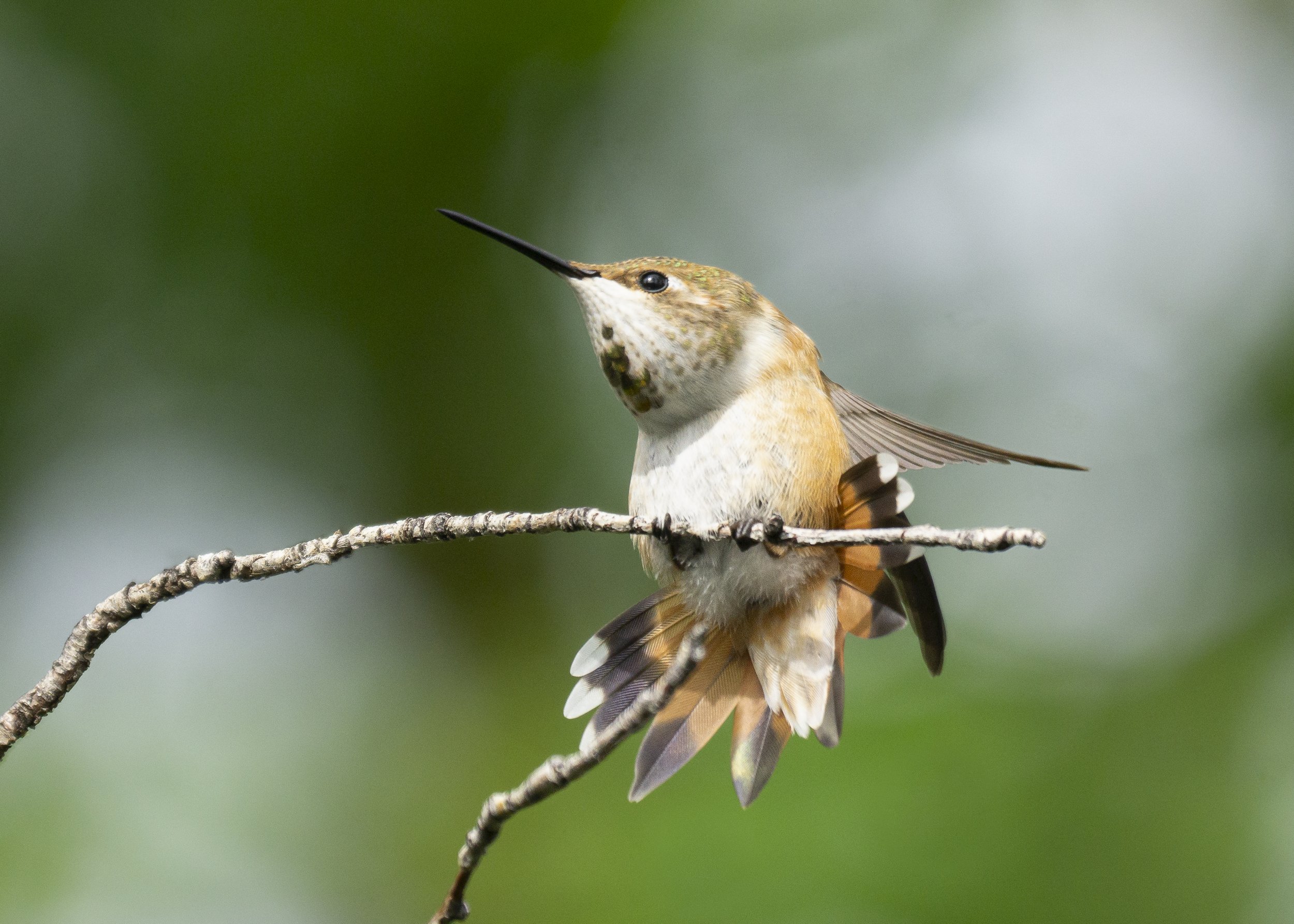 Rufous Hummingbird Full Stretch