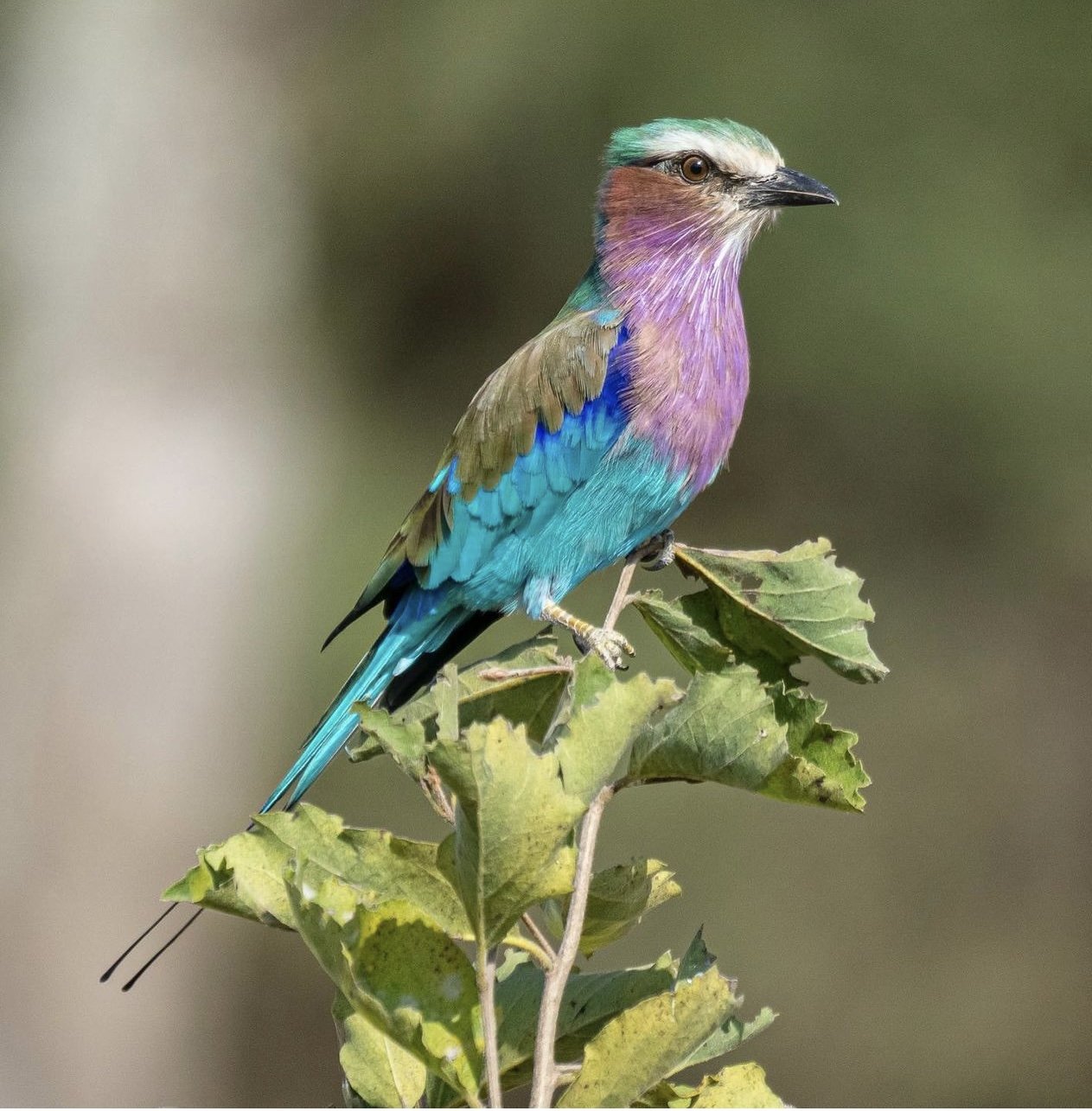 Lilac-breasted Roller on Leafy Branch