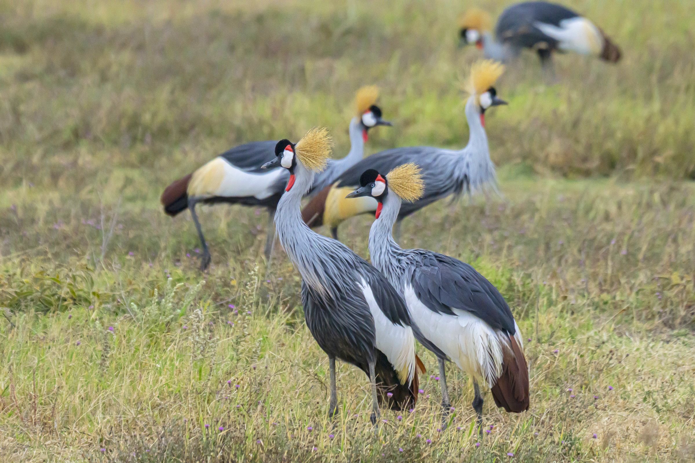 African Grey Crowned Cranes