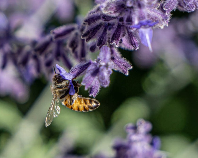 Honey Bee in Blue Sage