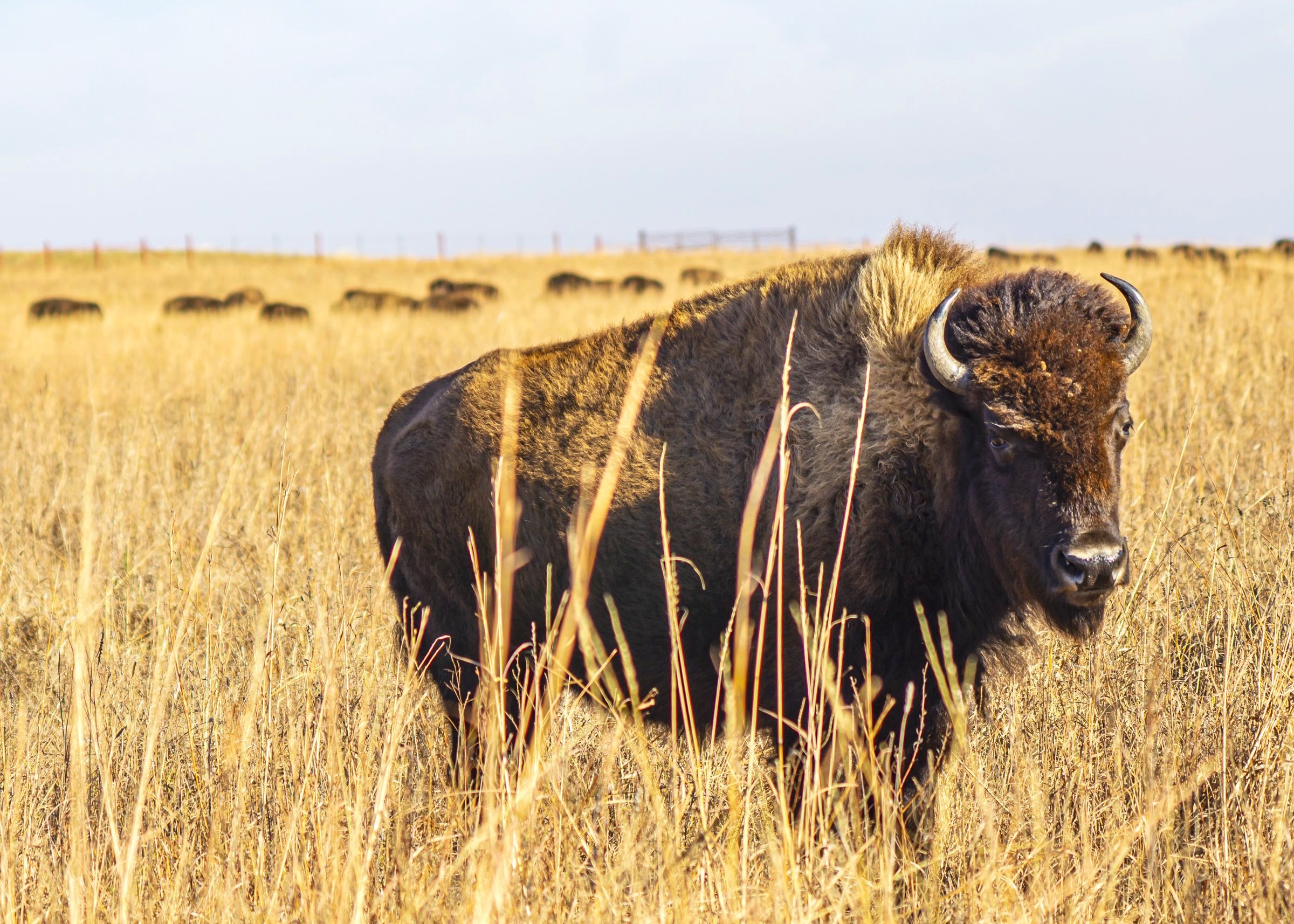 Tallgrass Prairie Bison Profile