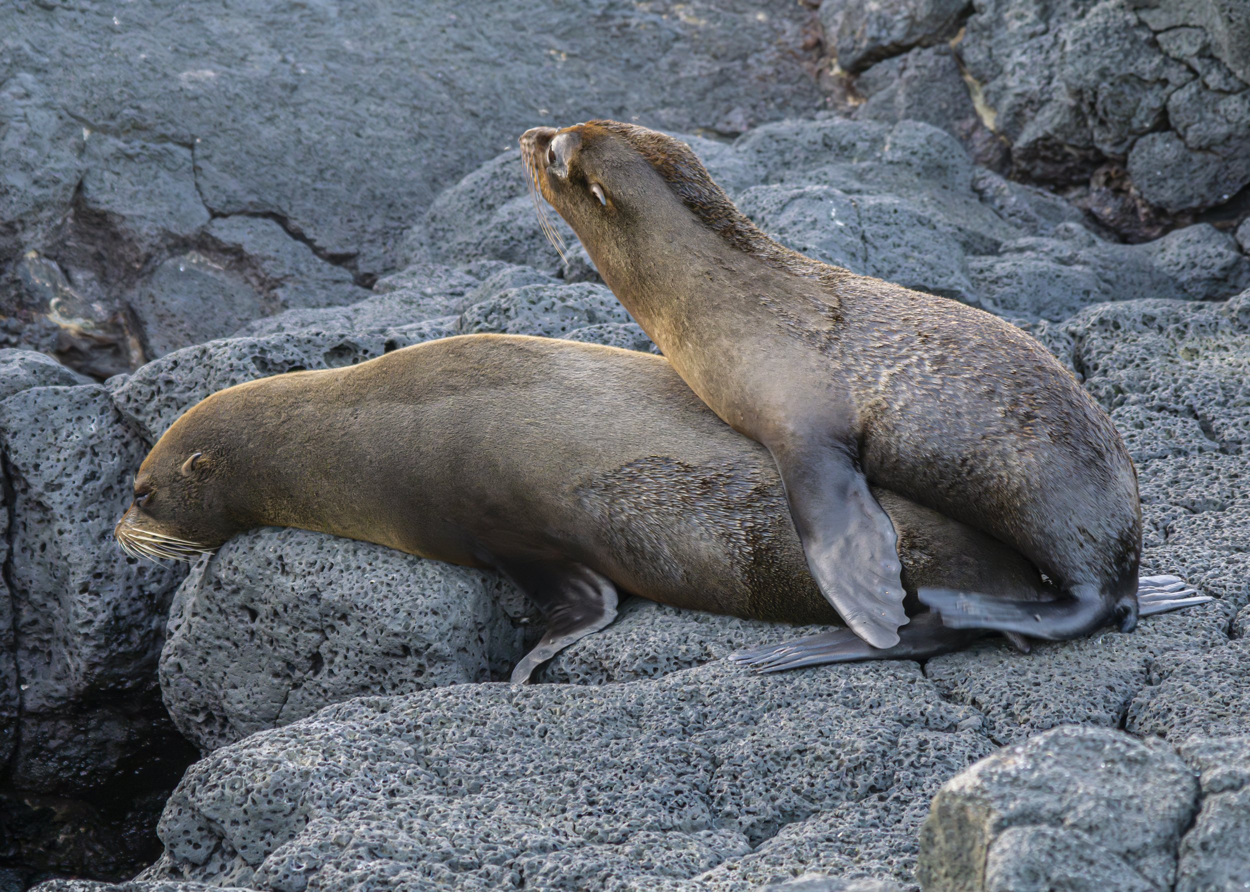 Mom anf Baby Fur Seal