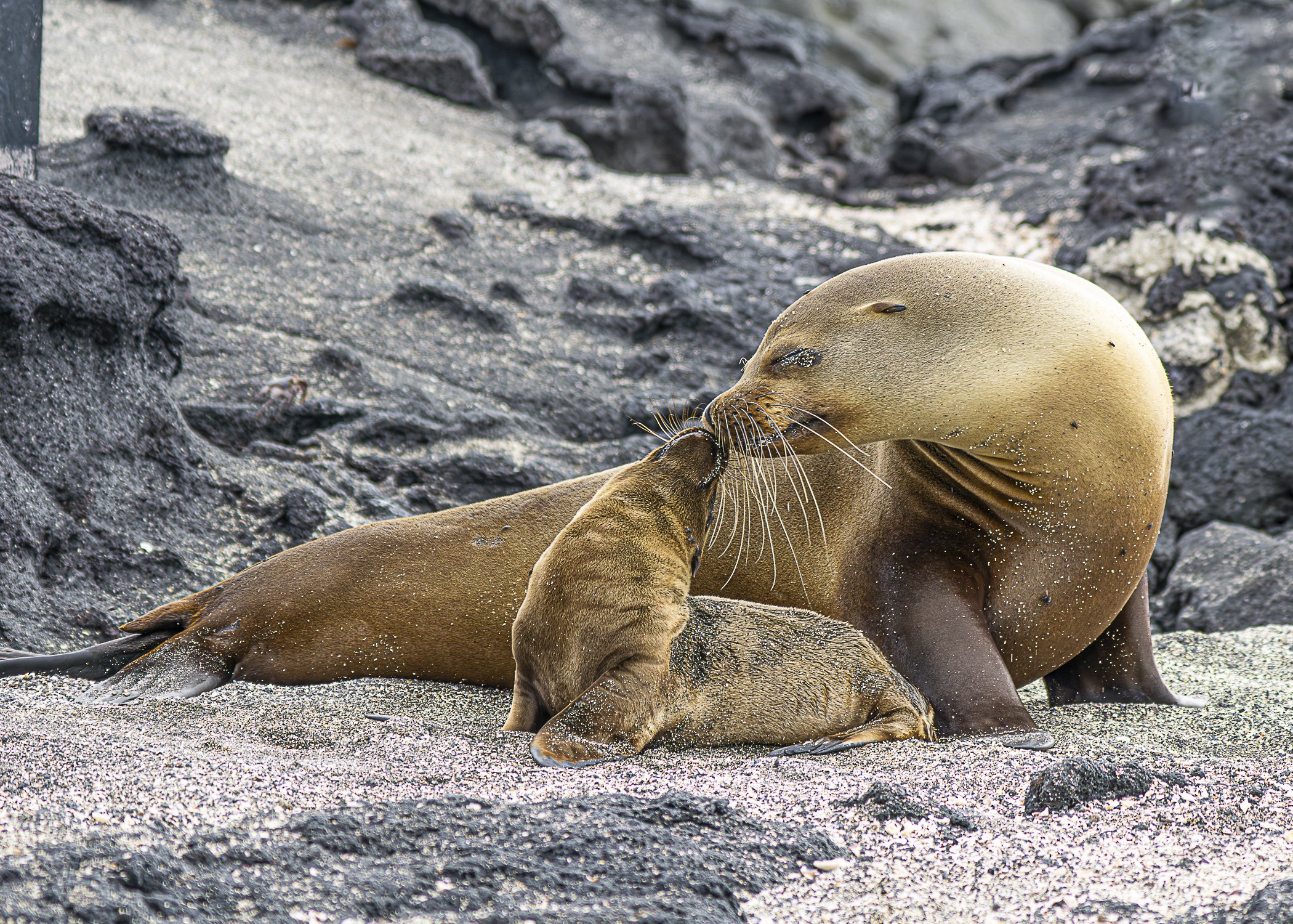 Mom and Baby Sea Lion Nose to Nose