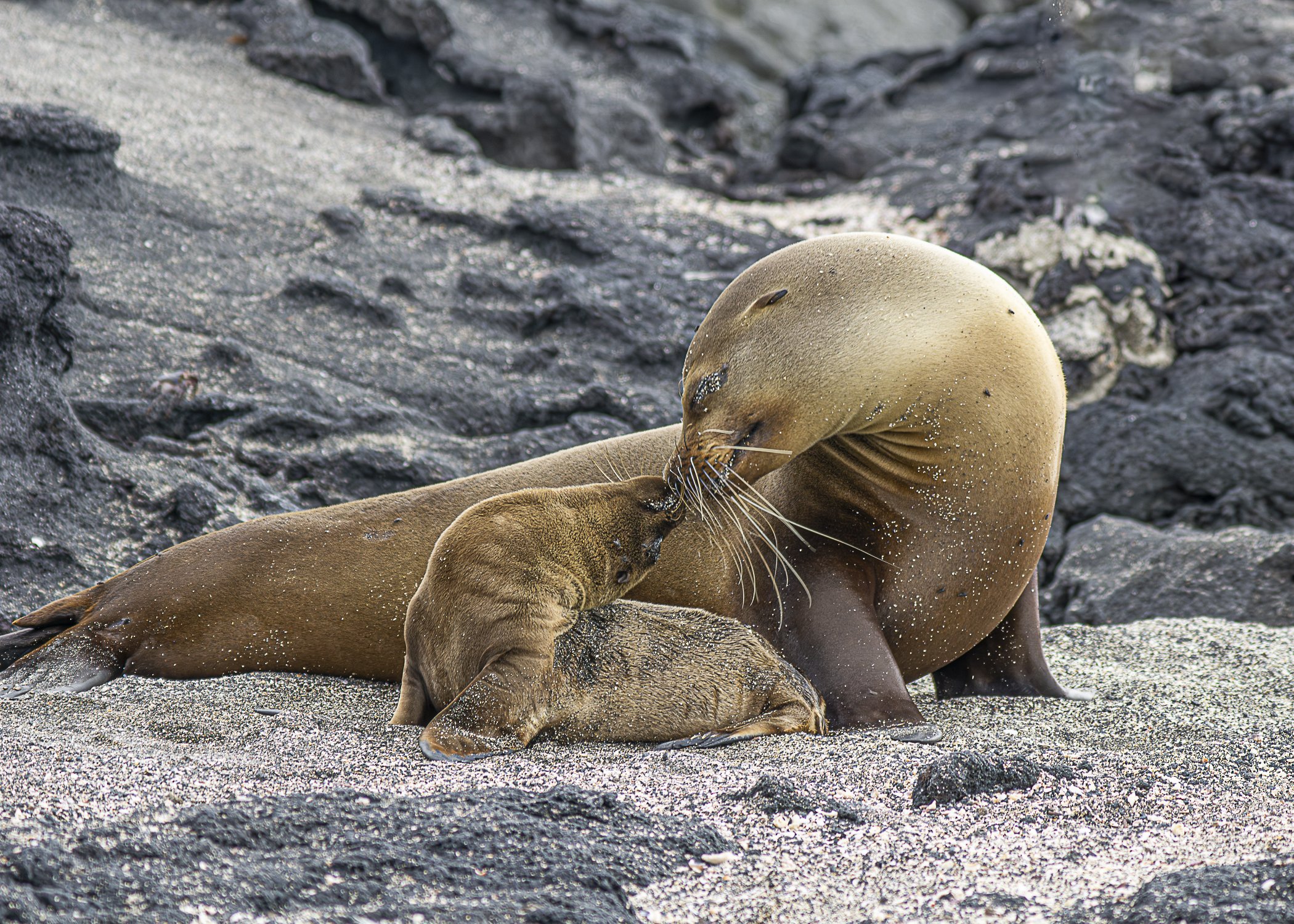 Mom and Baby Sea Lion Backward Kiss