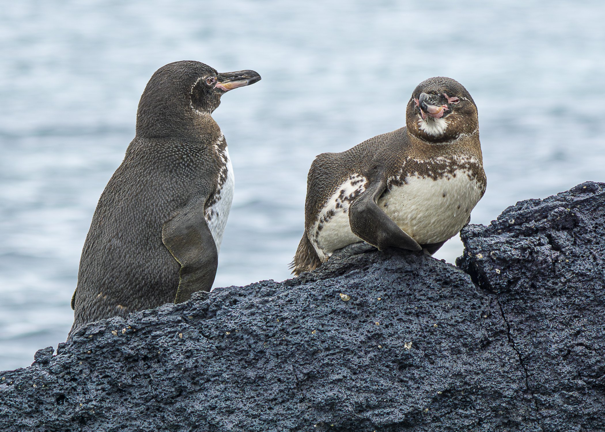 Galápagos Penguins 2