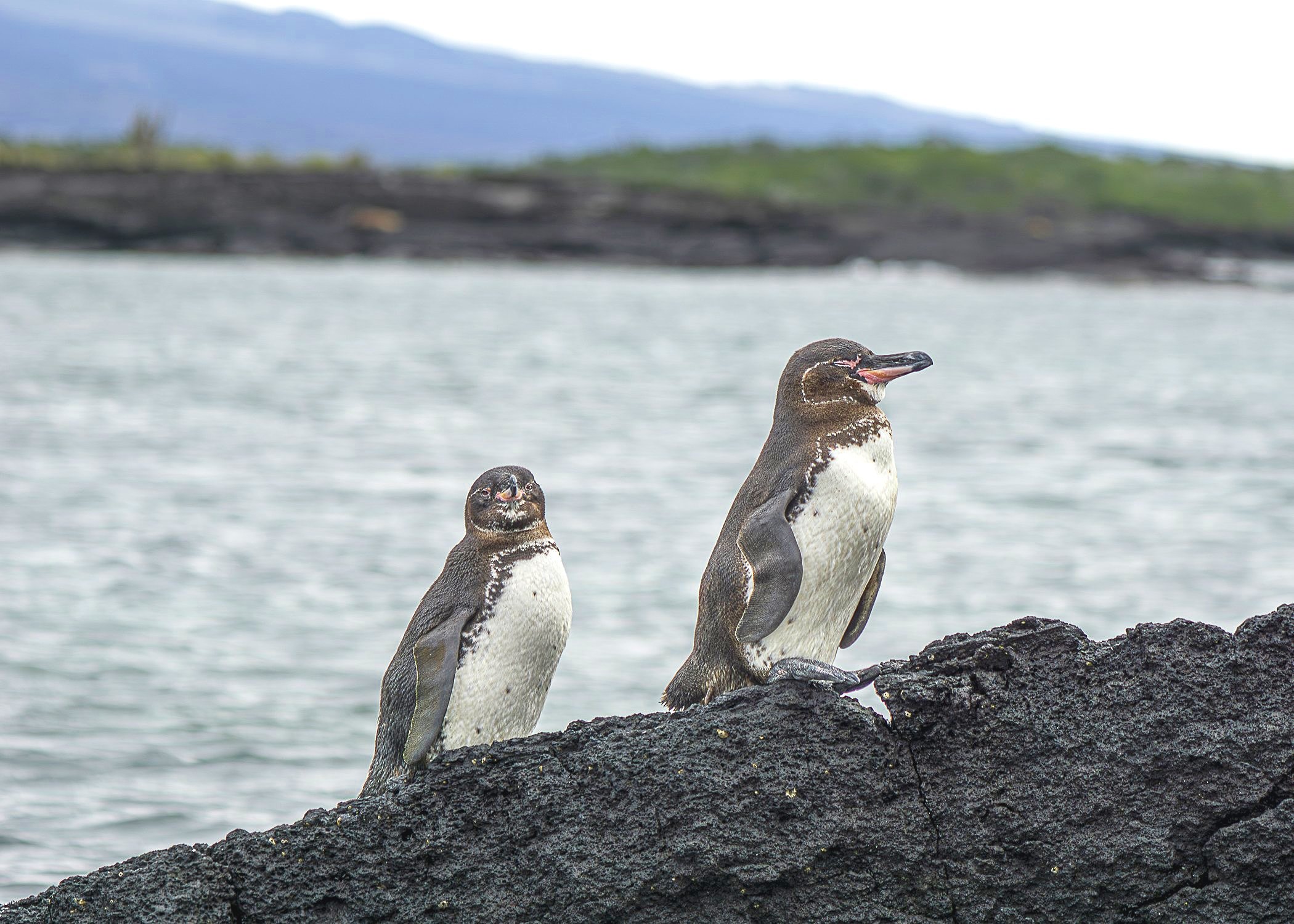 Galápagos Penguins 1
