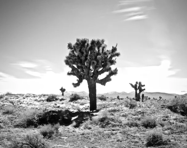 Black &amp; White Yucca