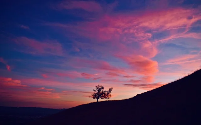 Pink Sunset Tree