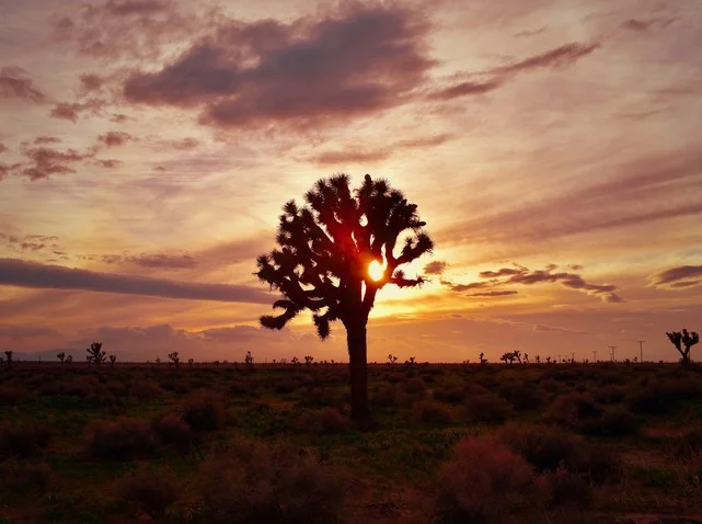 Sunset Yucca