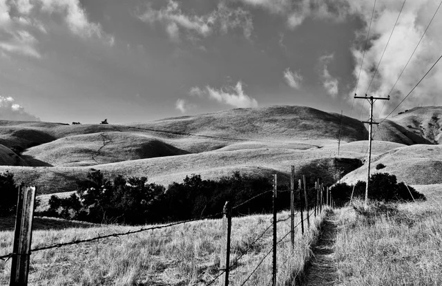 Black &amp; White Fence