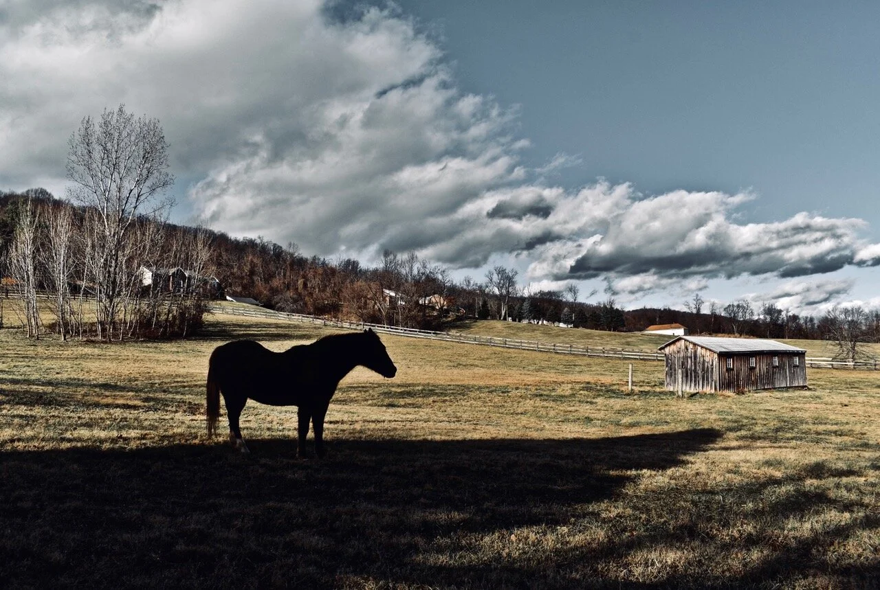 Horse in shadows