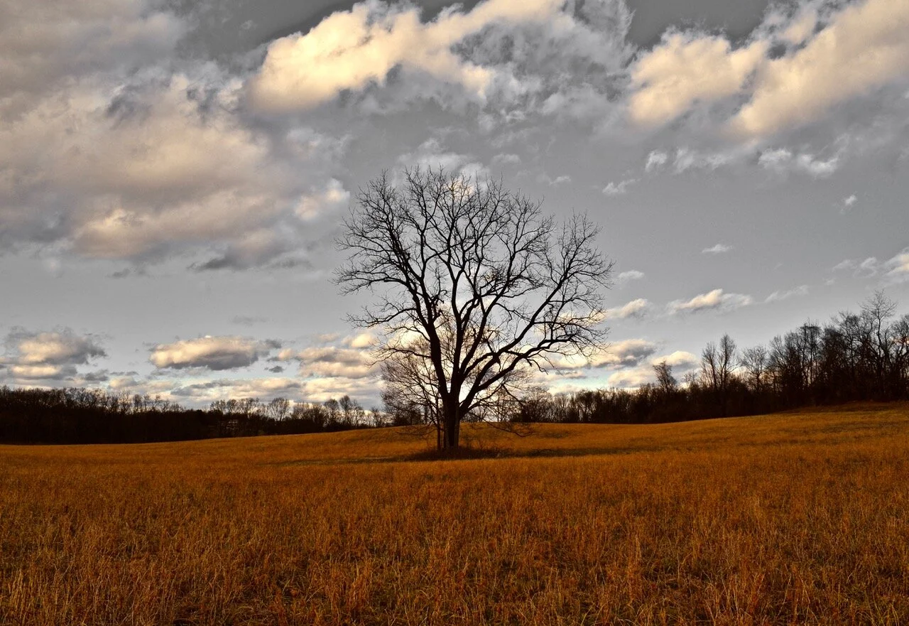 Tree in Meadow