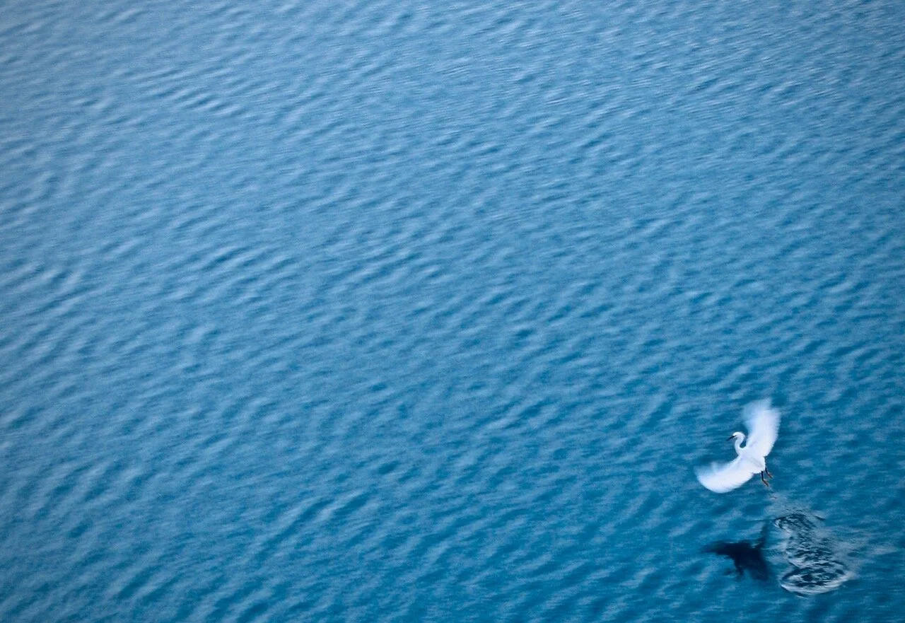Bird of Water