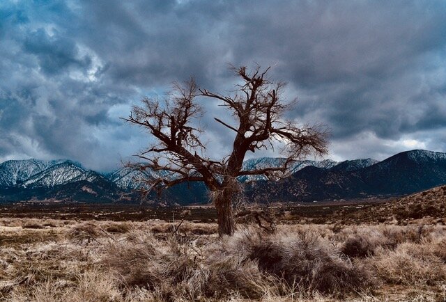Winter Tree