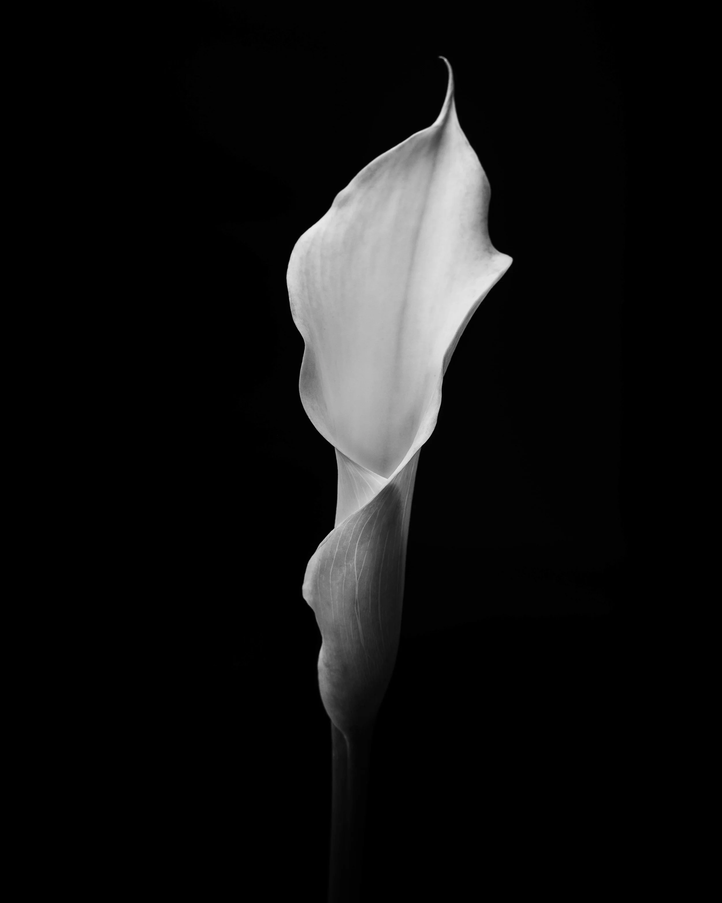 Mike Tedford - Art Project - Flowers-1.jpg