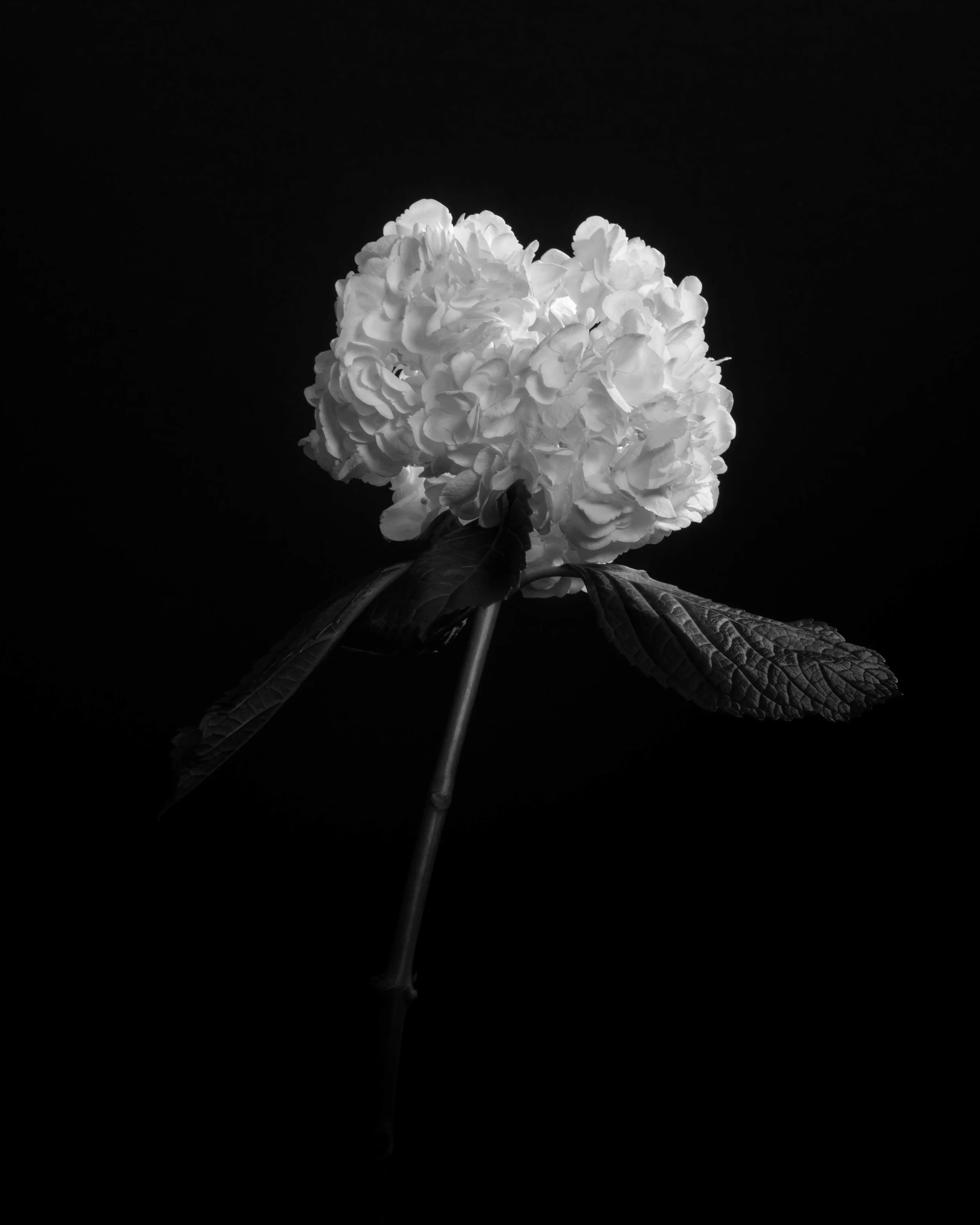 Mike Tedford - Art Project - Flowers-2.jpg