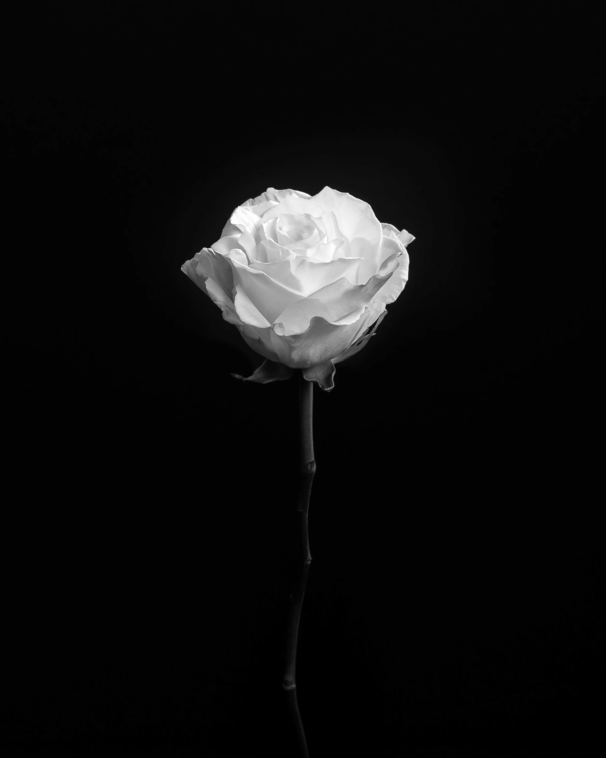 Mike Tedford - Art Project - Flowers-3.jpg