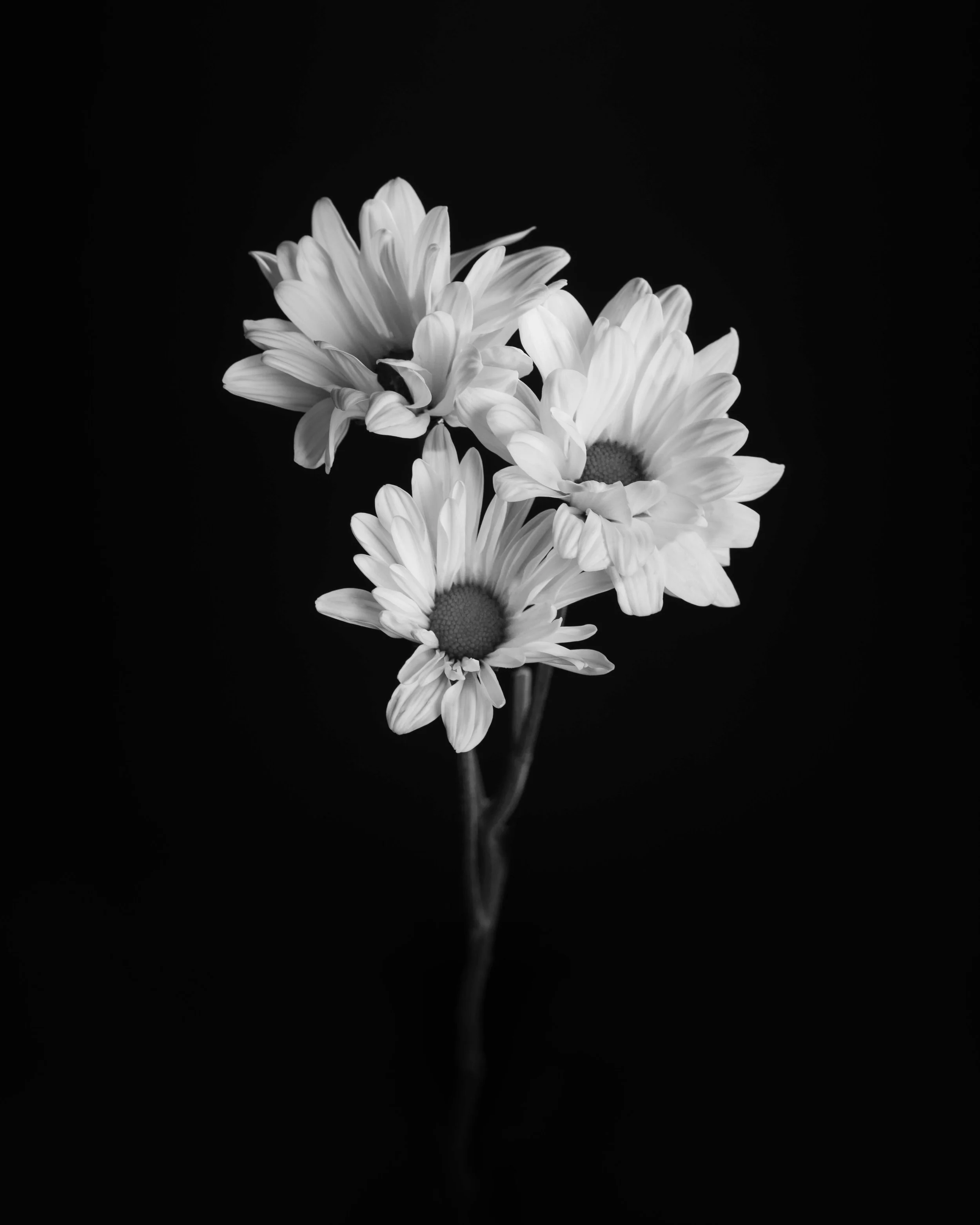 Mike Tedford - Art Project - Flowers-6.jpg