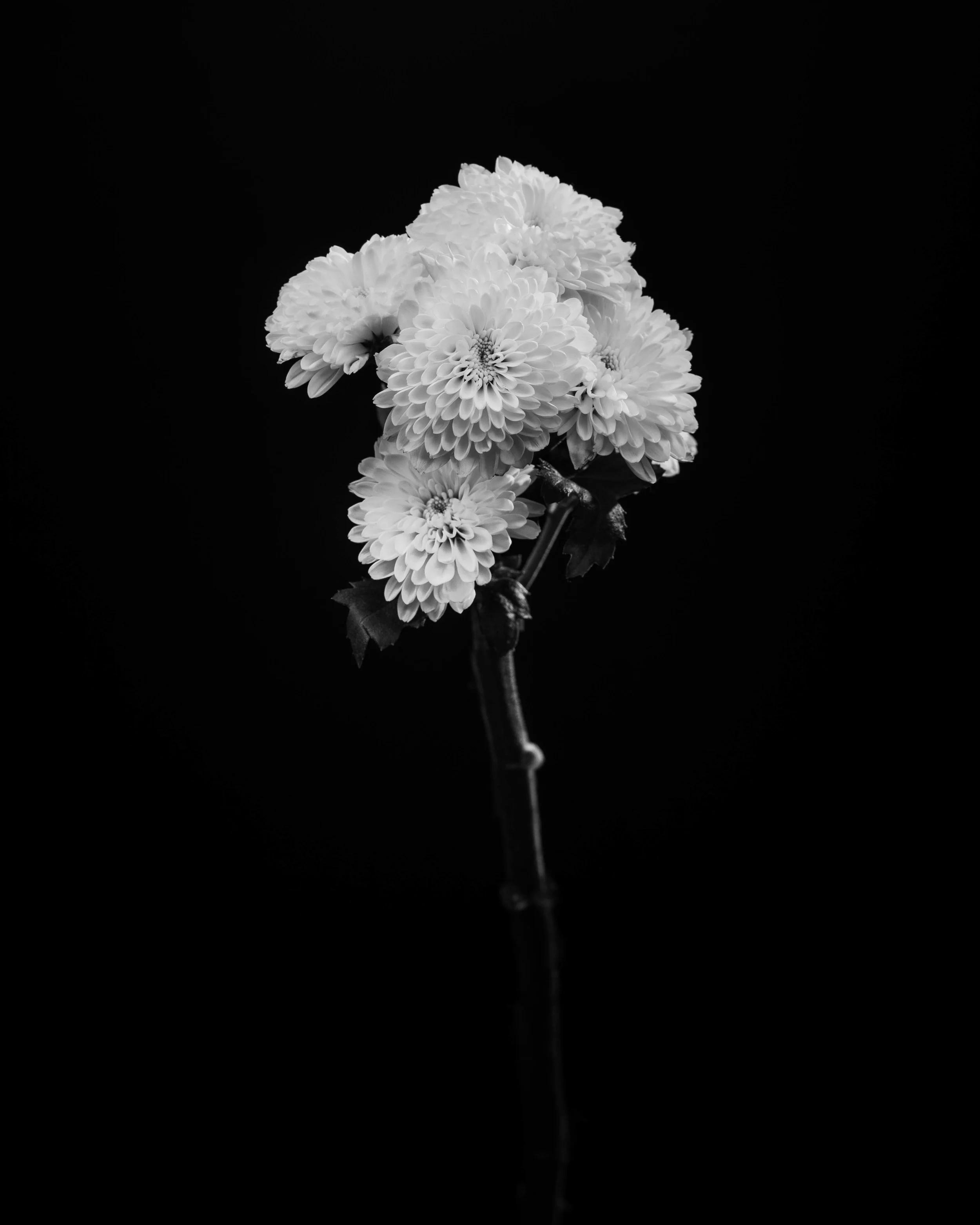 Mike Tedford - Art Project - Flowers-7.jpg