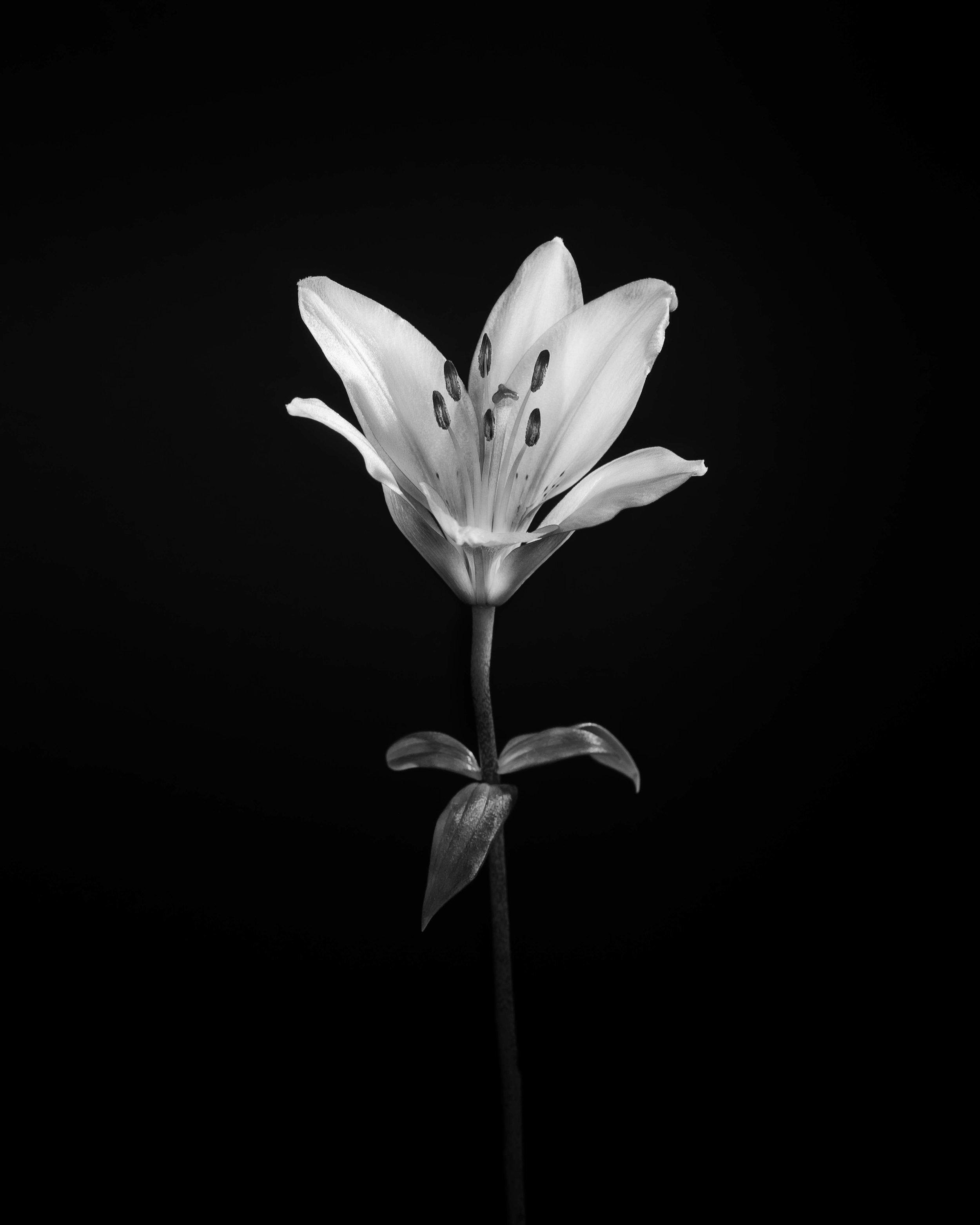 Mike Tedford - Art Project - Flowers-8.jpg