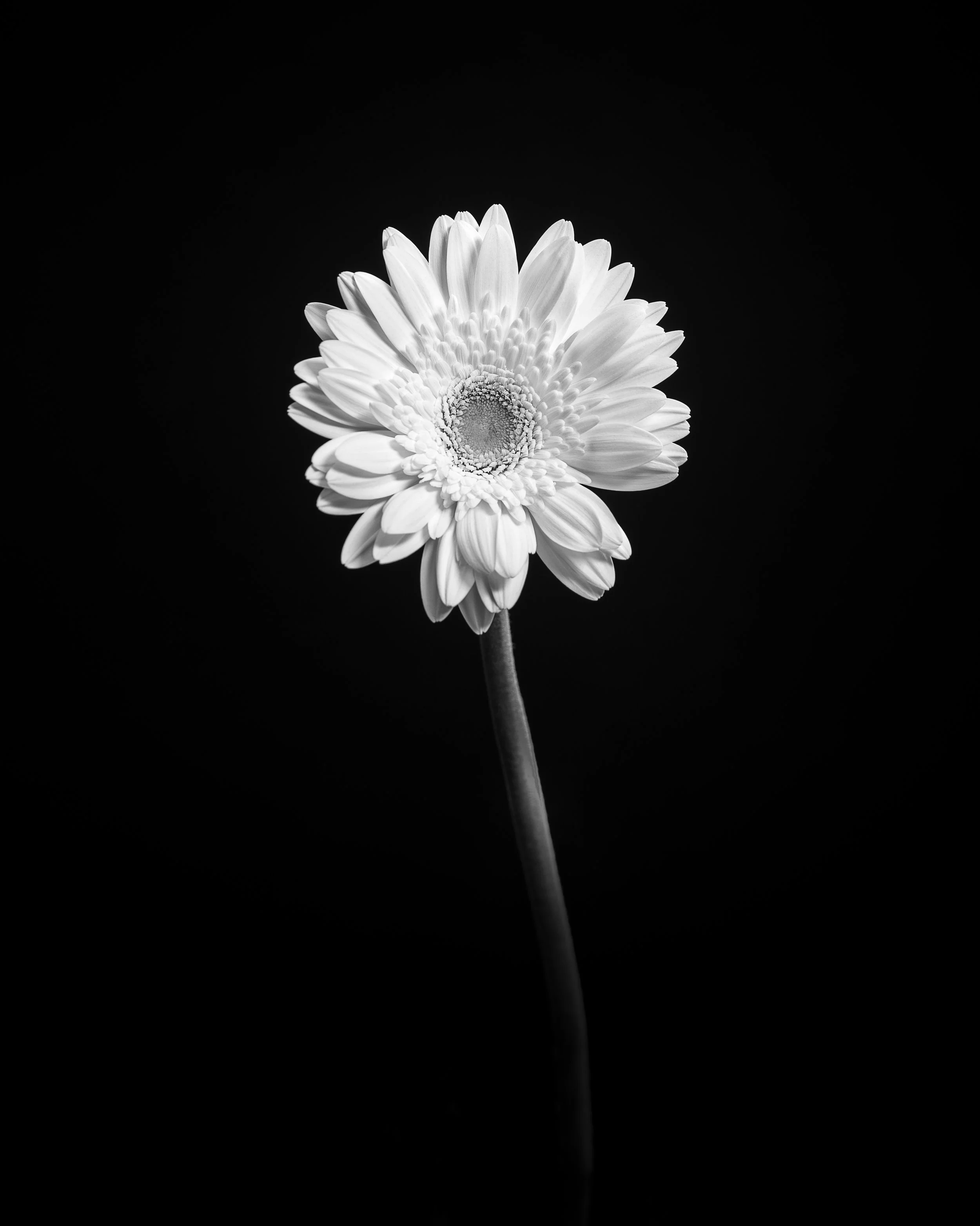 Mike Tedford - Art Project - Flowers-4A.jpg