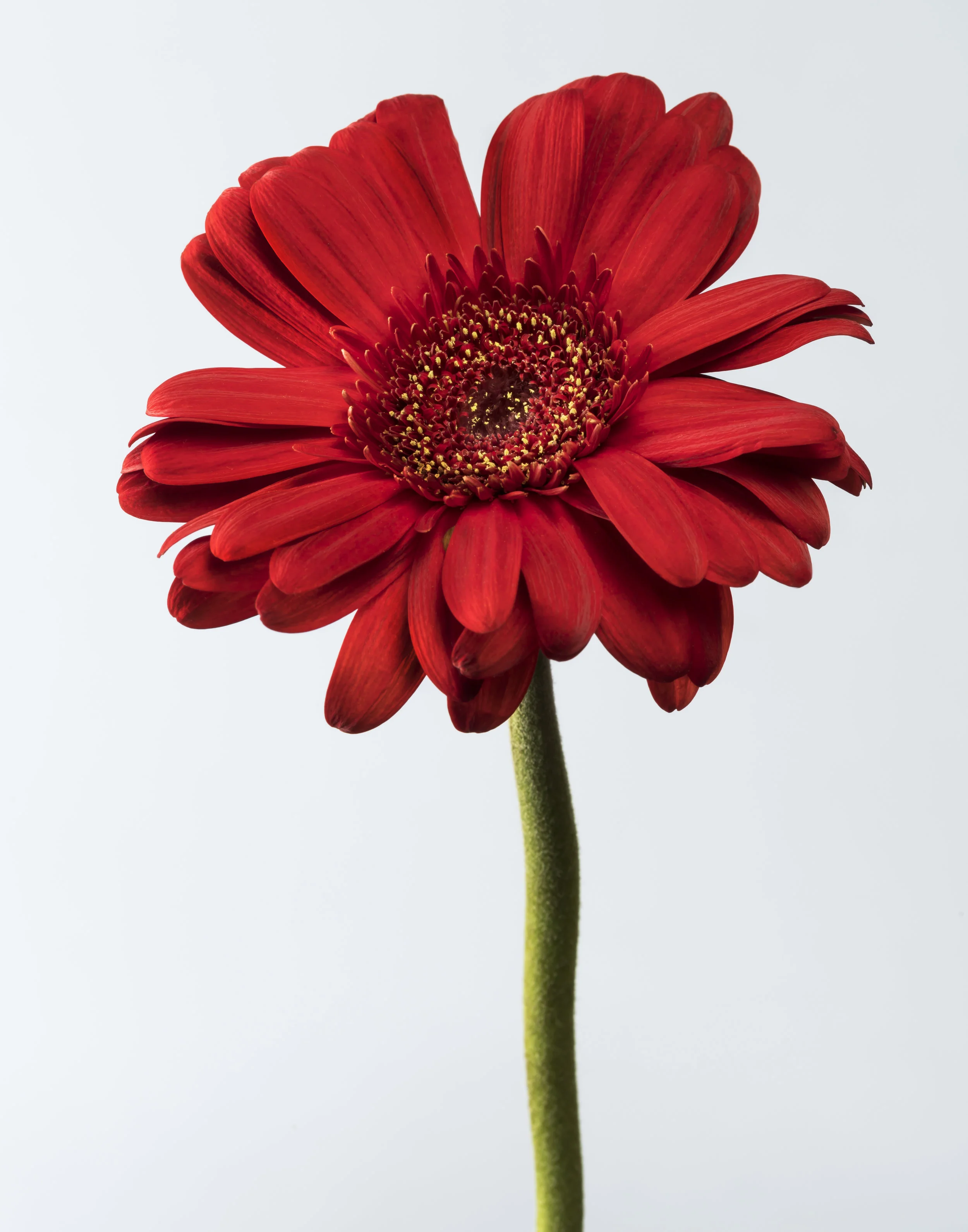 Red Flower.jpg