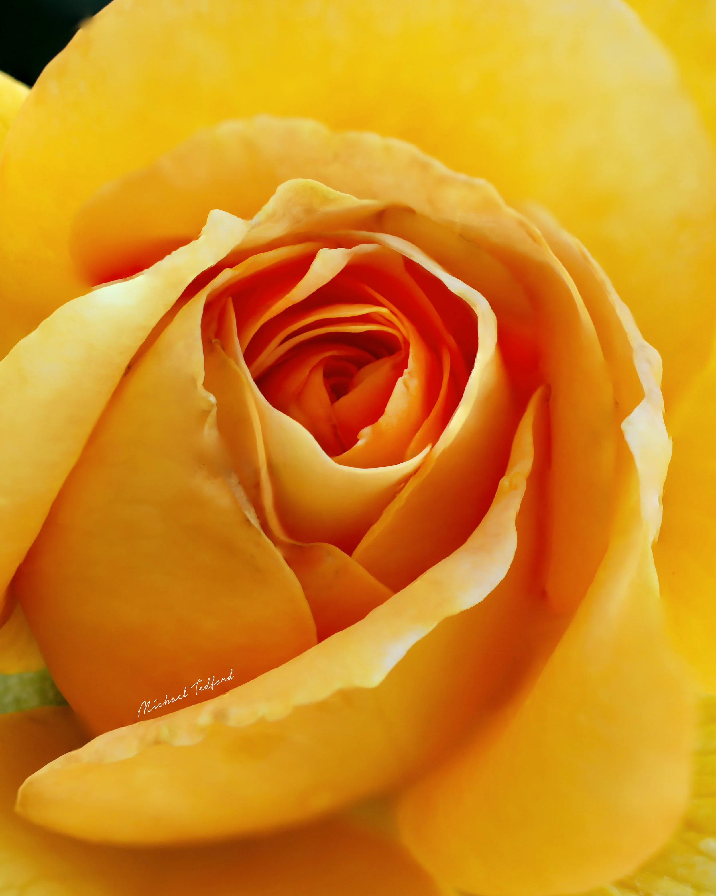 Focus Stack 8x10 A.jpg