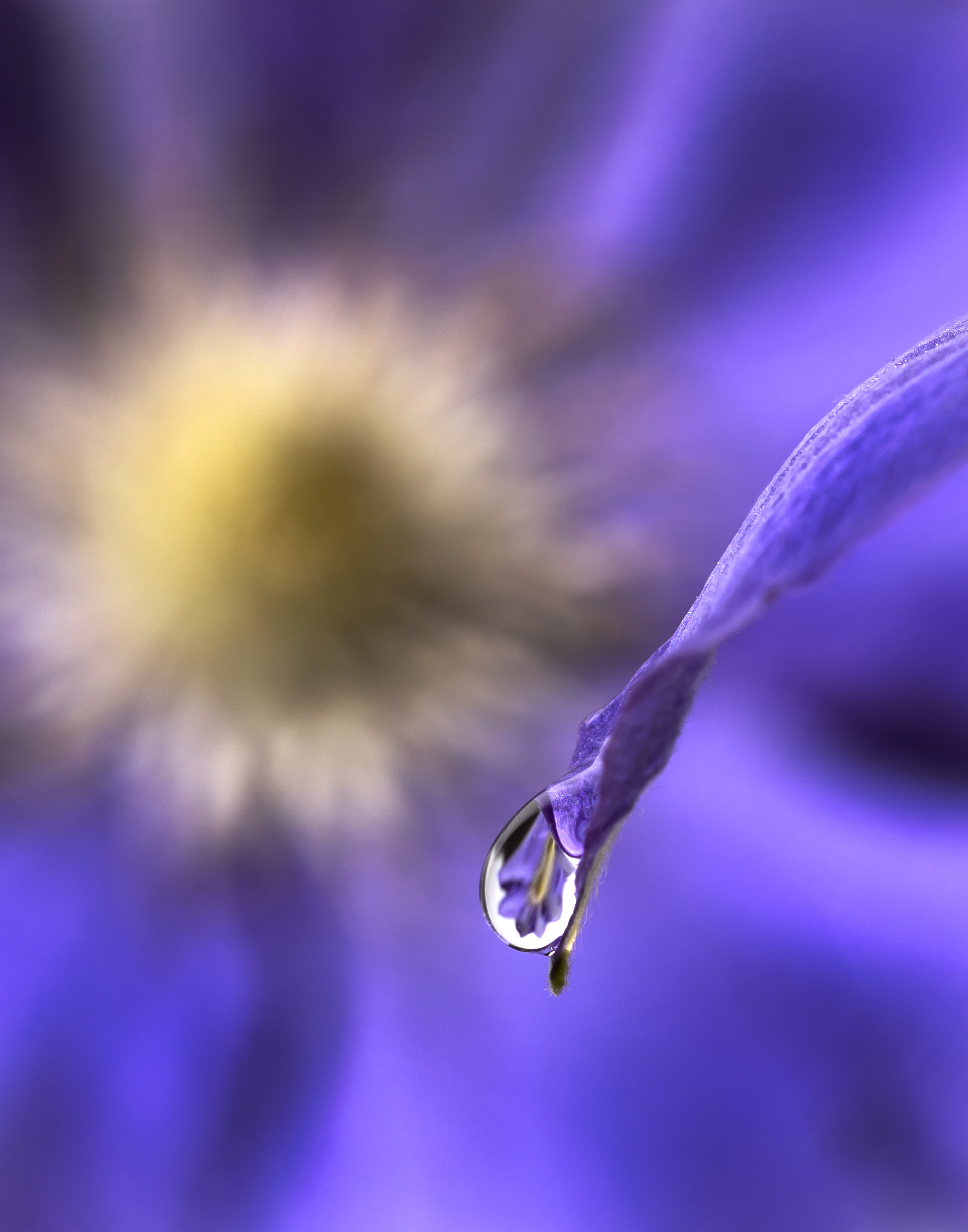 Dew Drop 2v1.jpg