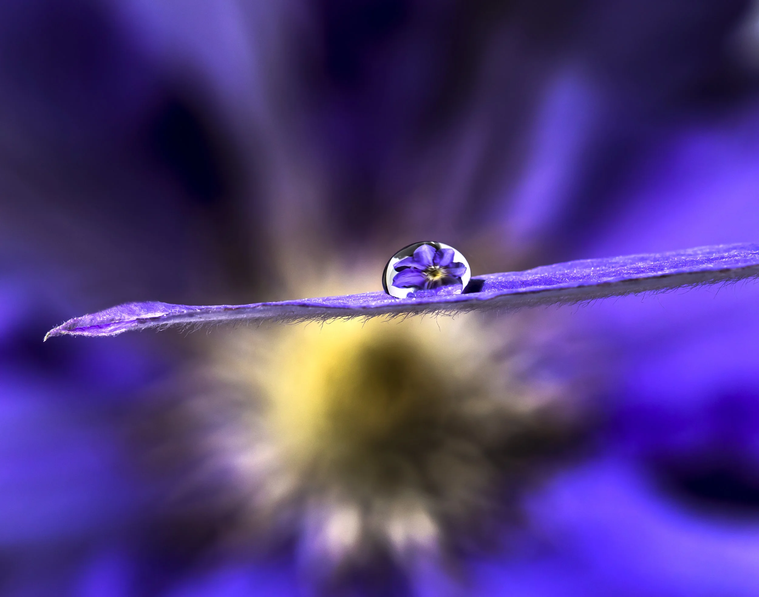 Dew Drop 1v1.jpg