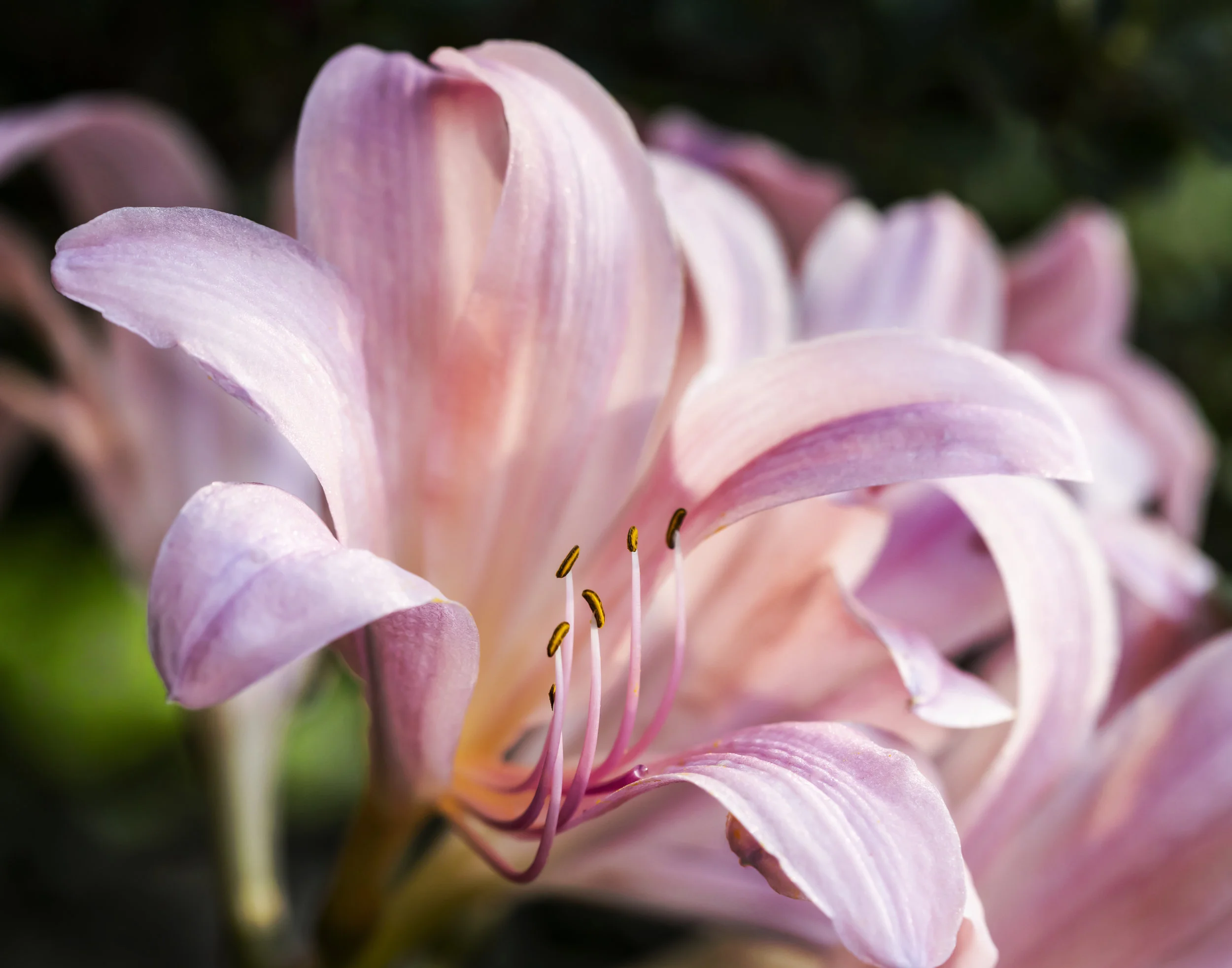 Pink Survivor-5D4M8860.jpg