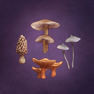 mushroom 2.jpg