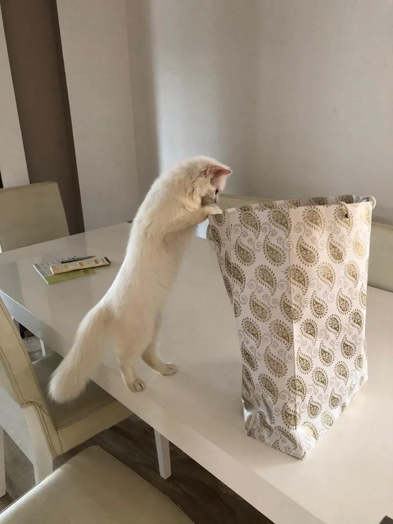 WhatsApp Image 2019-12-02 at 13.12.09.jpeg