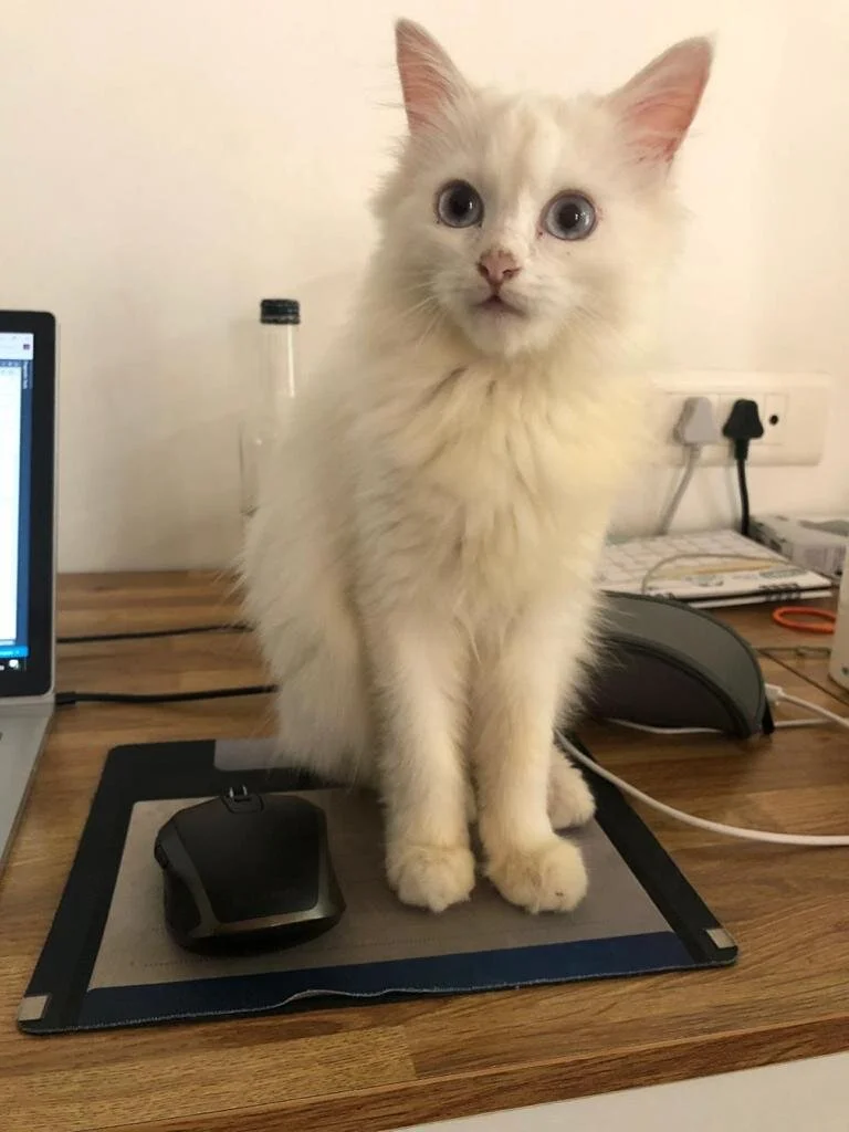 WhatsApp Image 2019-12-02 at 13.12.09 (1).jpeg