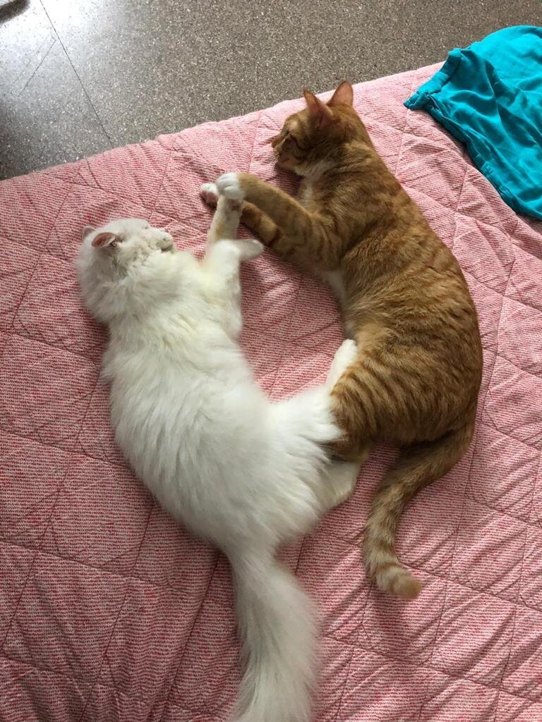 WhatsApp Image 2019-12-02 at 13.12.09 (2).jpeg