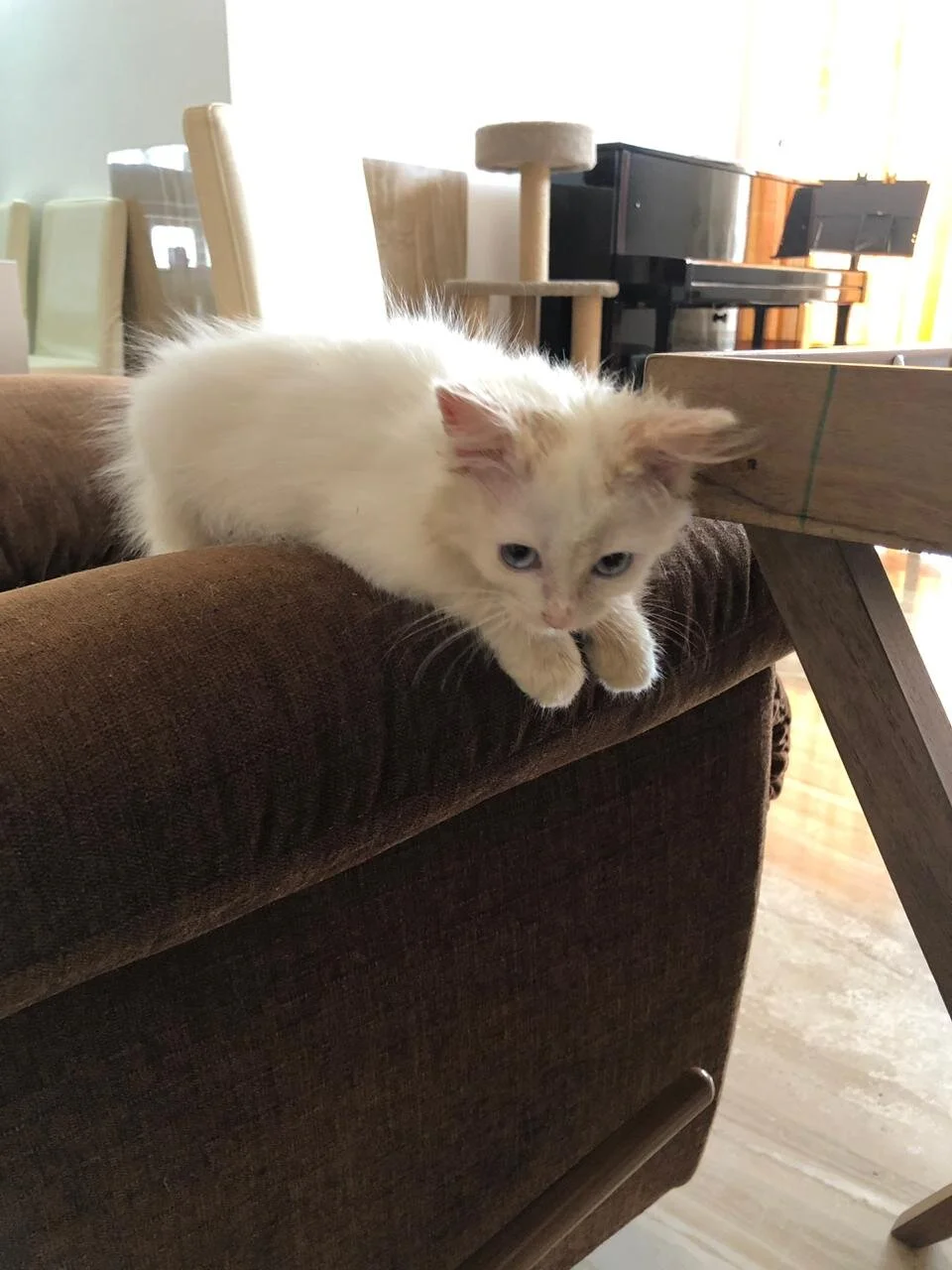 Floofology - lessons from Kambhoji 