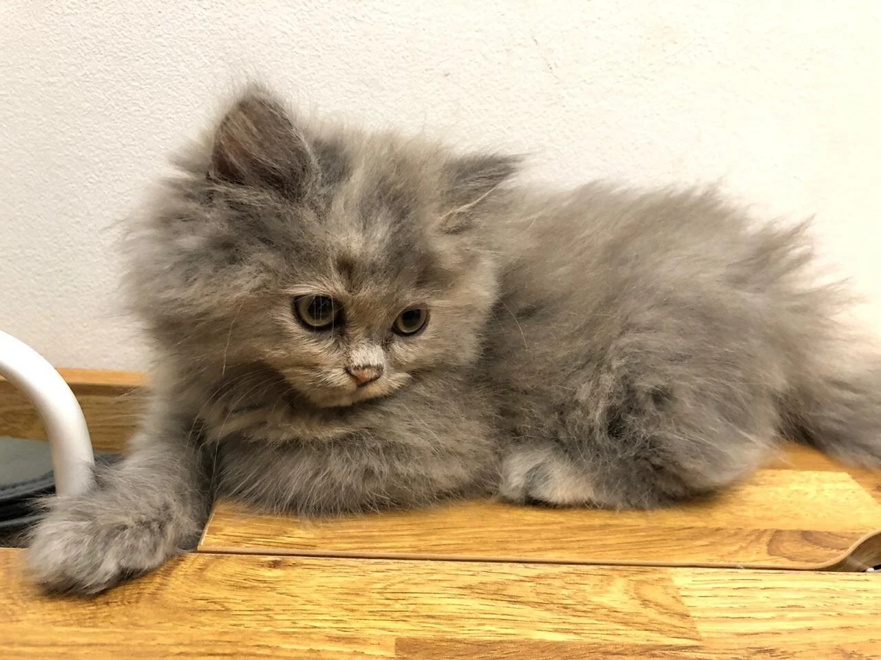 WhatsApp Image 2020-03-24 at 22.59.56.jpeg