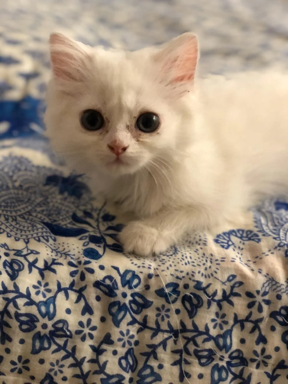 WhatsApp Image 2020-03-27 at 23.42.40.jpeg