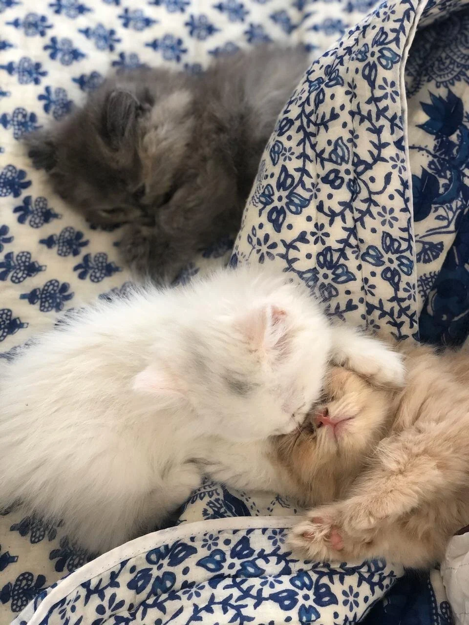 WhatsApp Image 2020-03-16 at 12.09.39.jpeg