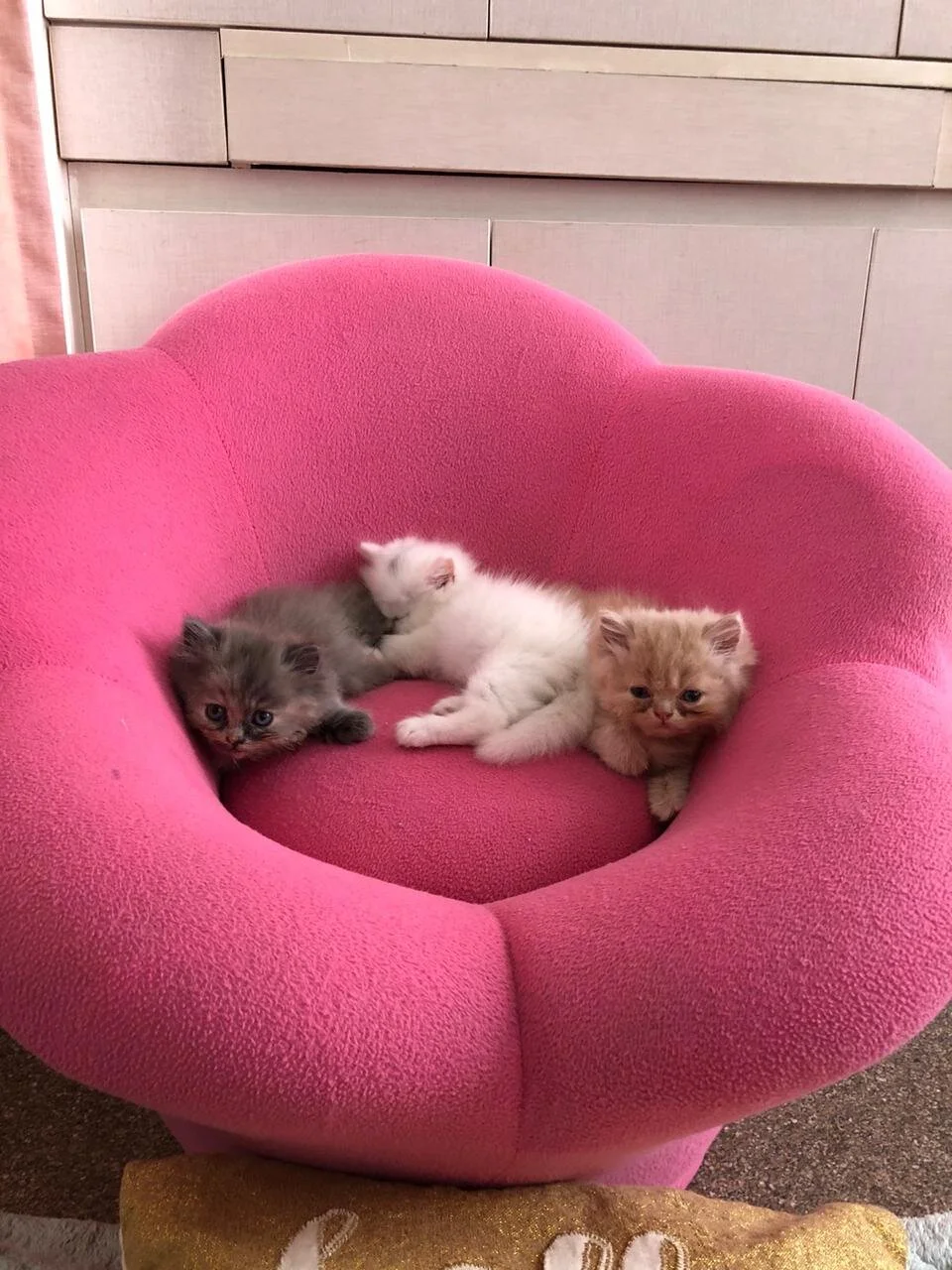 Social Distancing Dos and Don’ts - As Explained by the Raga Cats