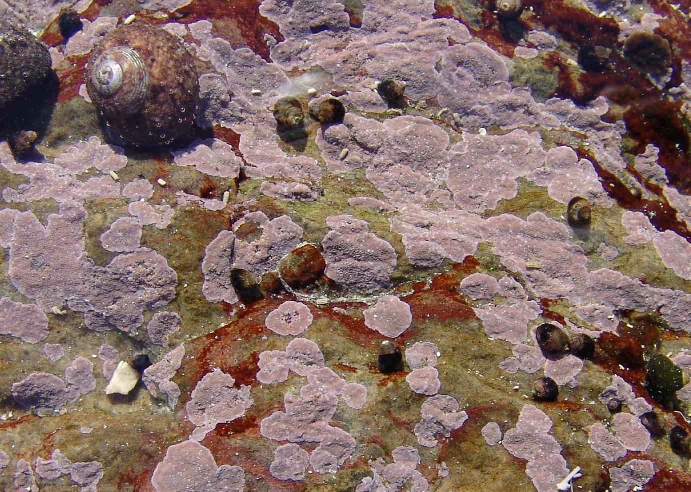 Fig.6Chamberlainiumagulhense.jpg