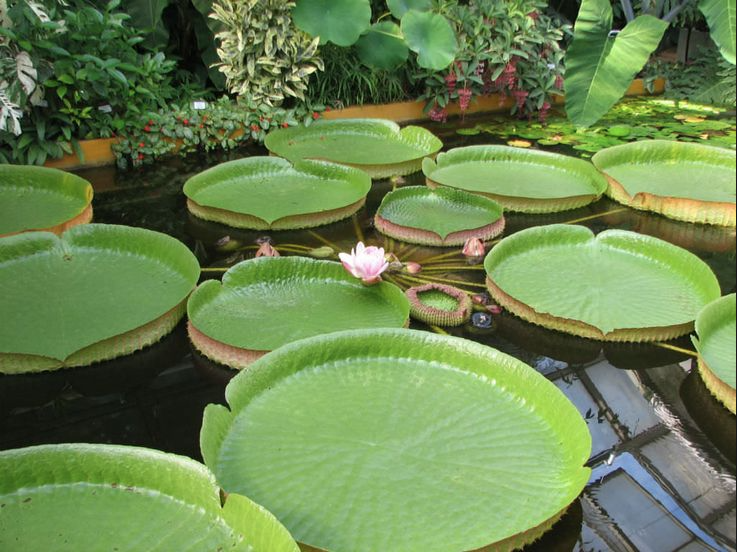 BotanicalGardenInStellenbosch.png