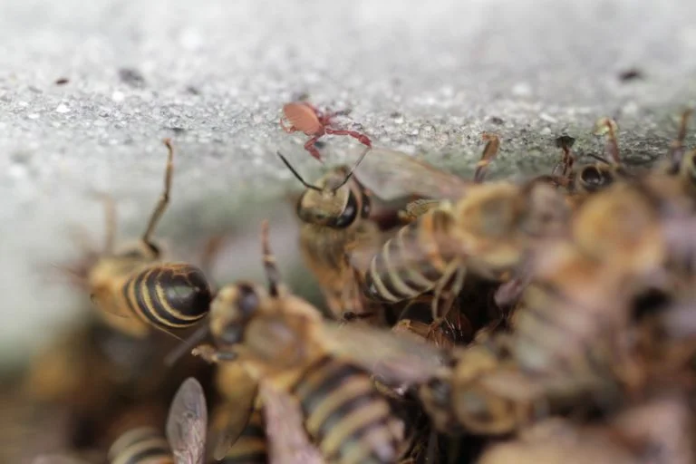 WC FGASA Meeting Recap