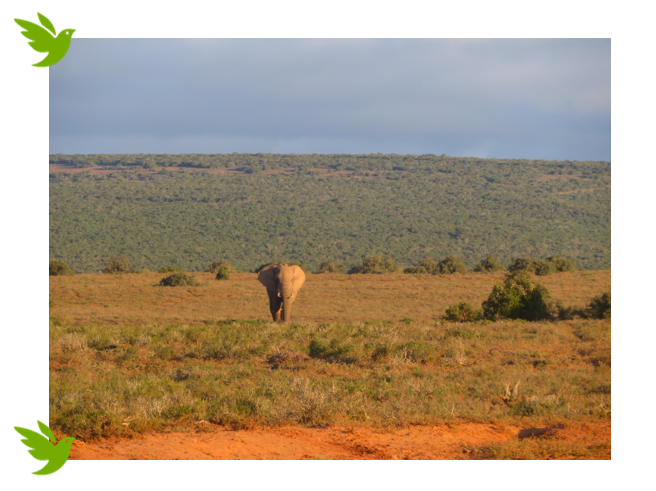 Biodiversity conservation through awareness